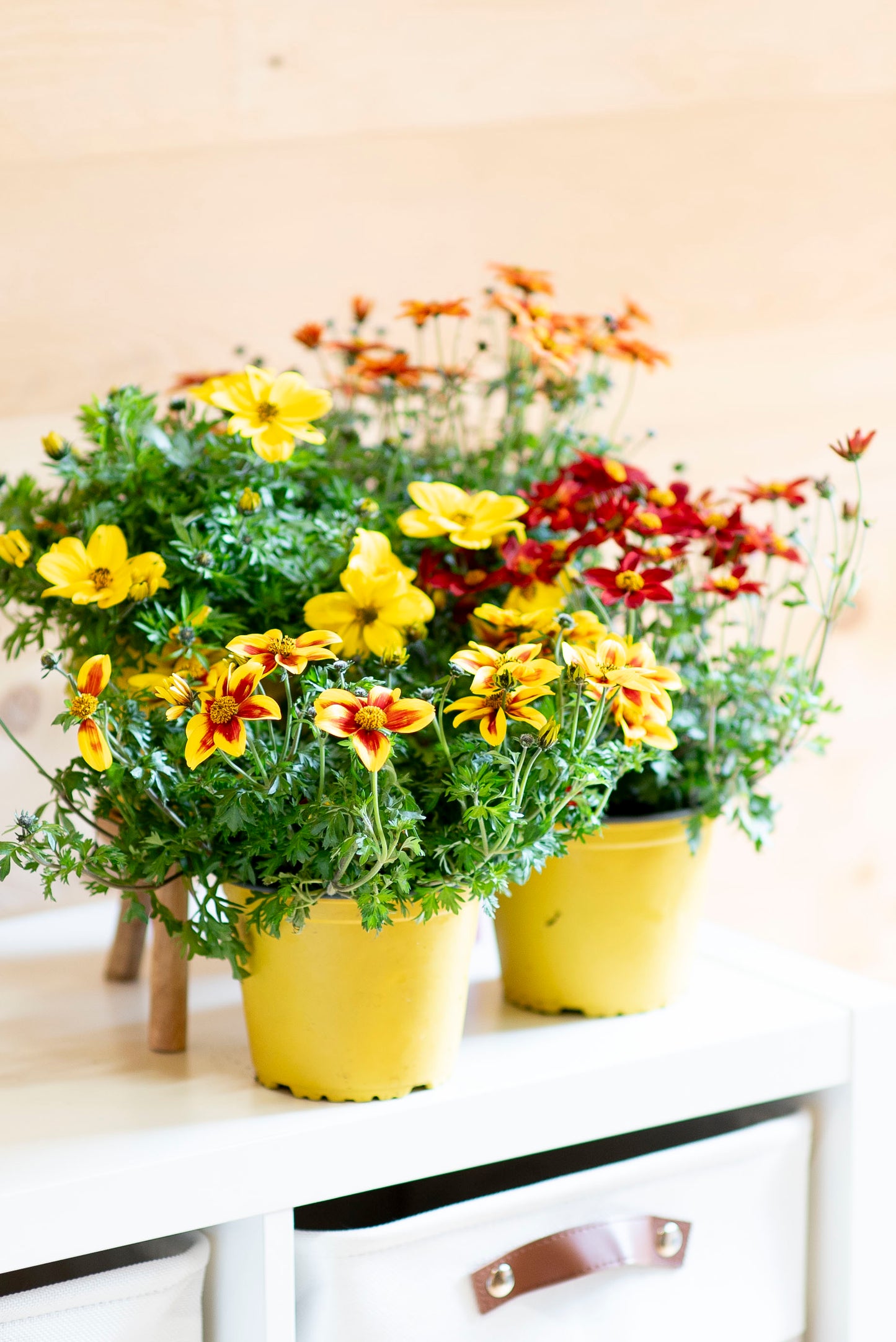 Bidens