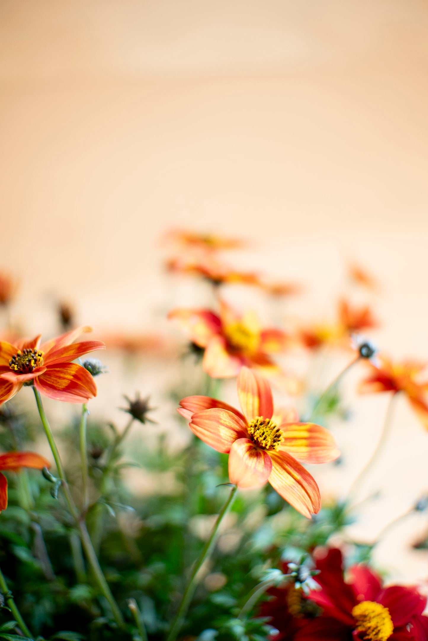 Bidens