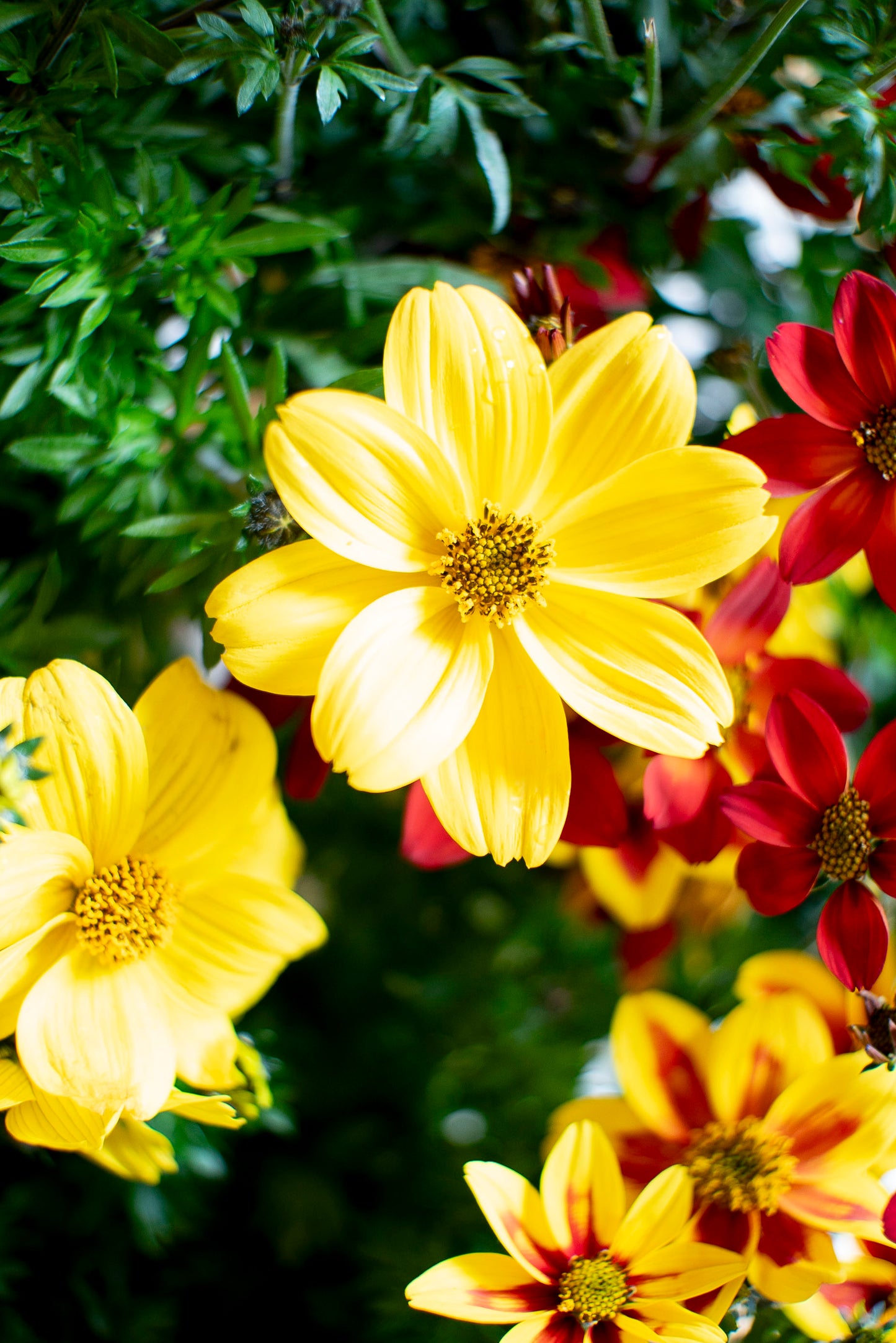 Bidens