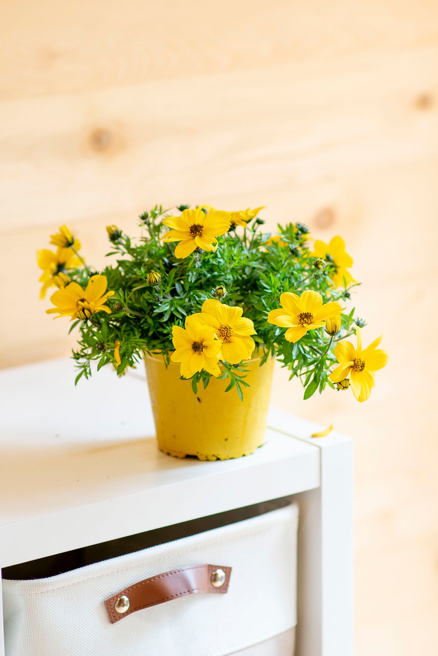 Bidens