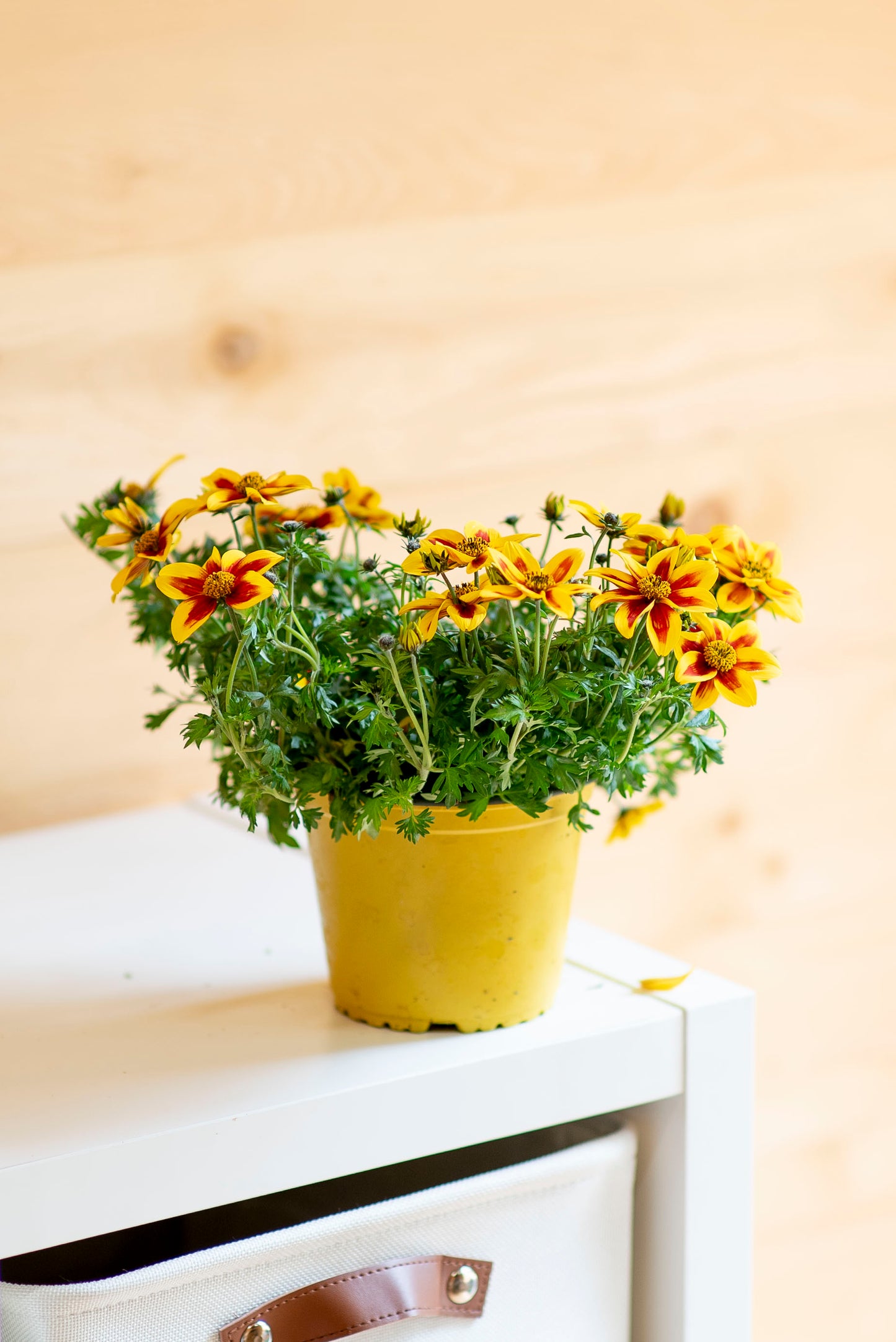 Bidens