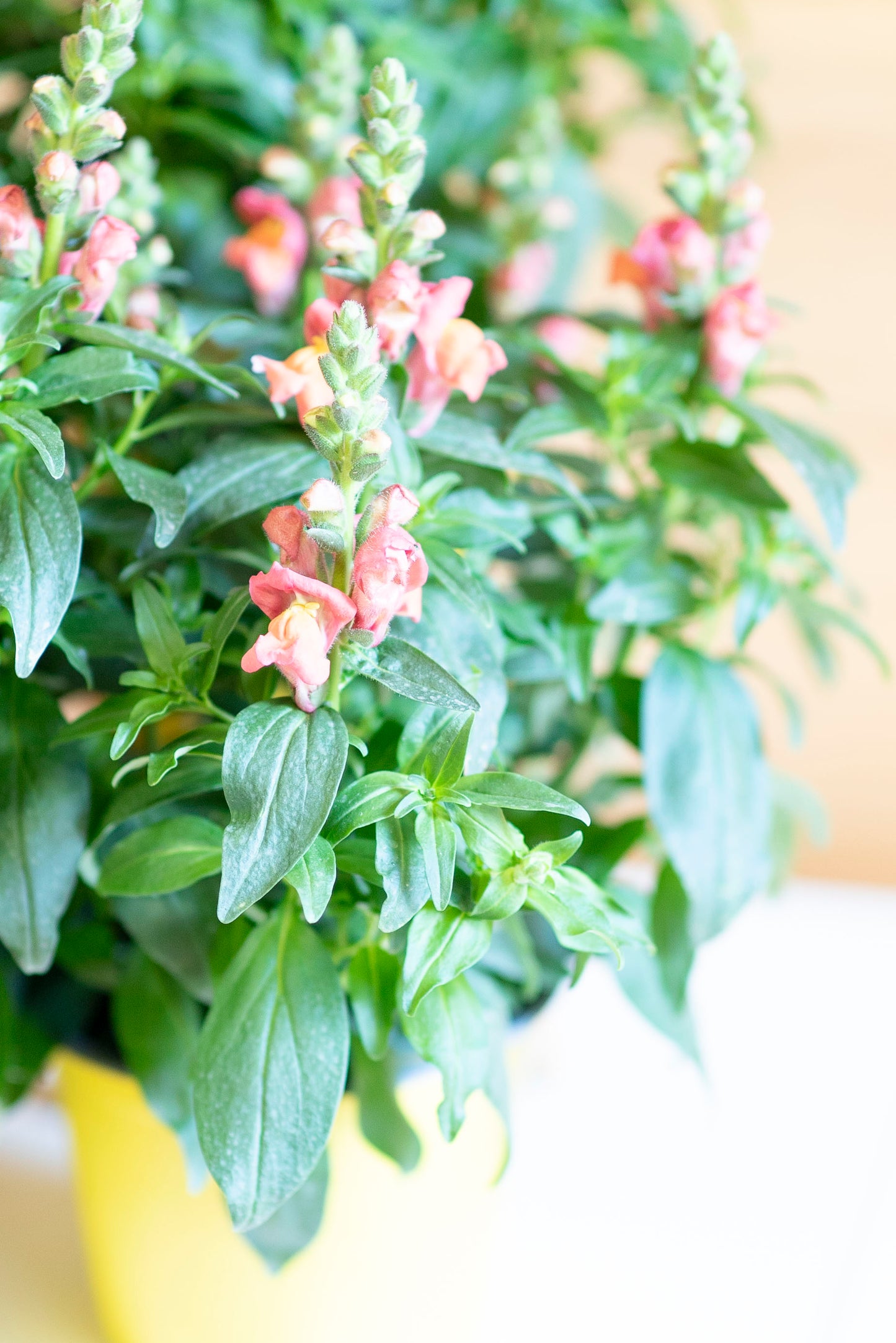 Bocche di Leone (Antirrhinum majus)