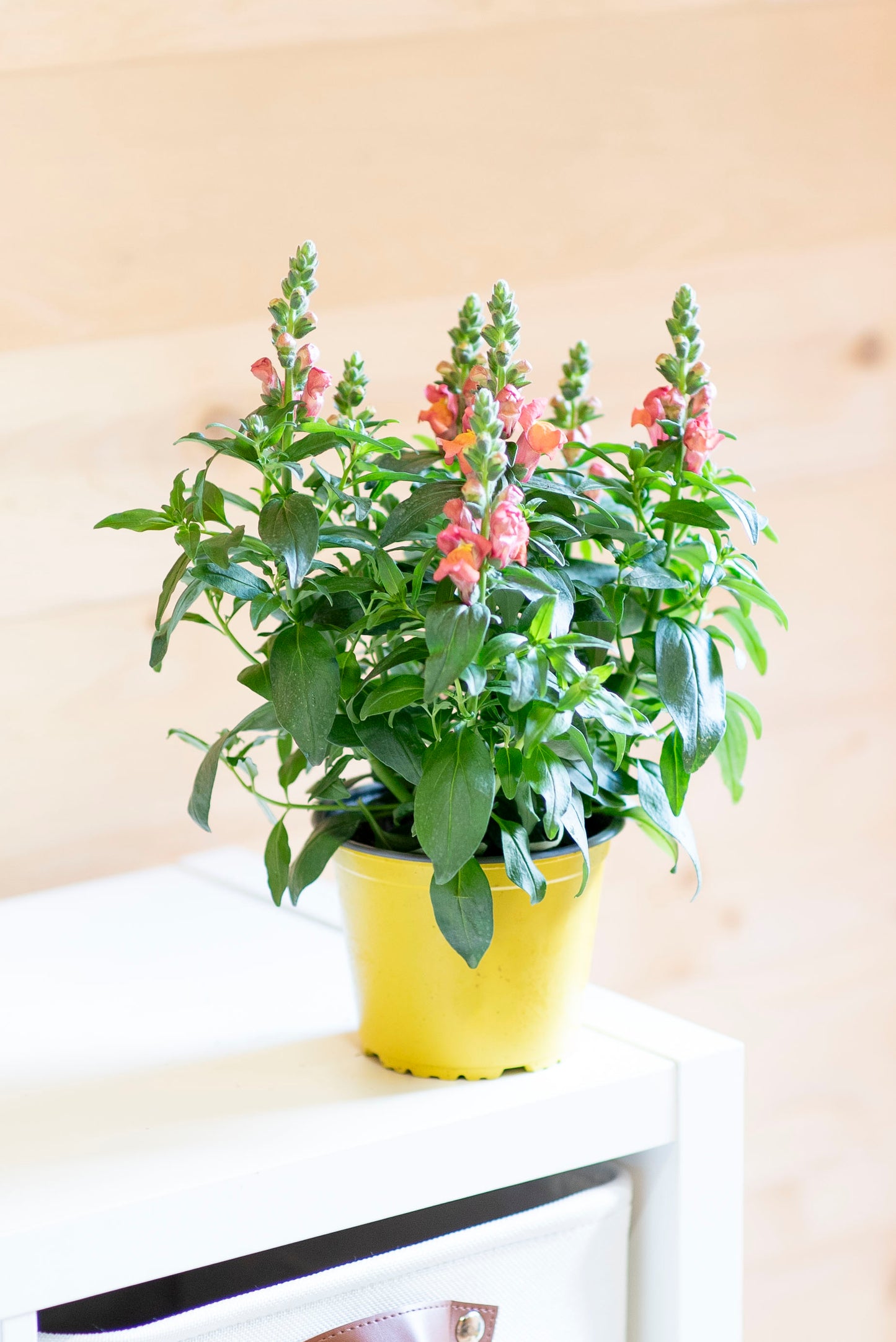 Bocche di Leone (Antirrhinum majus)