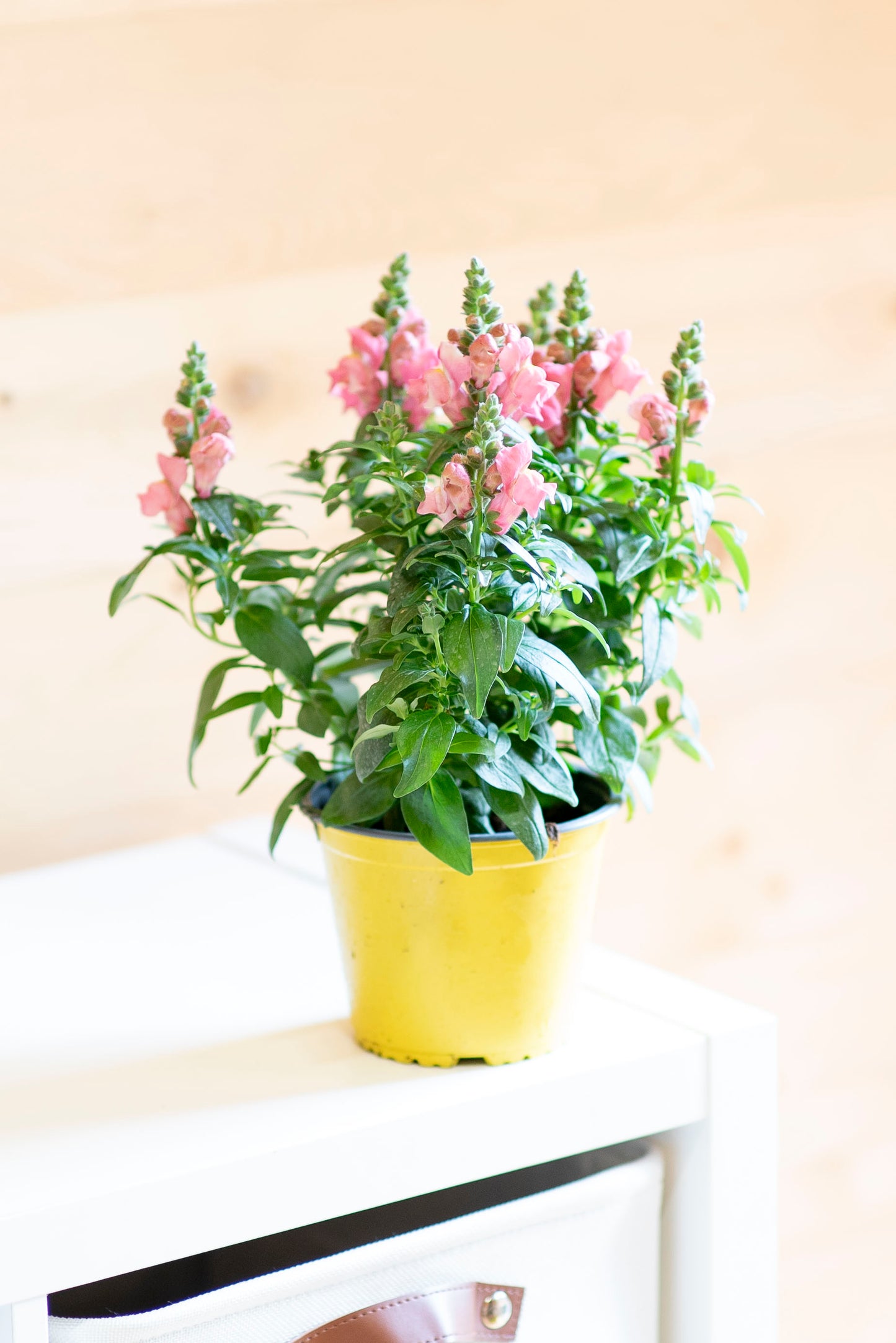 Bocche di Leone (Antirrhinum majus)