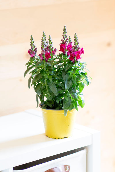 Bocche di Leone (Antirrhinum majus)