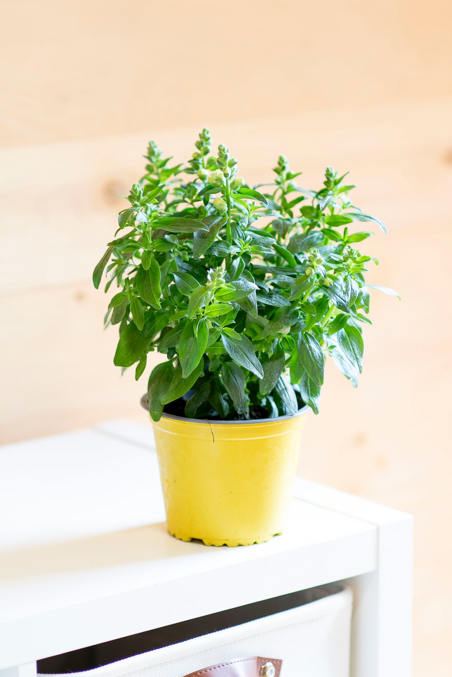 Bocche di Leone (Antirrhinum majus)