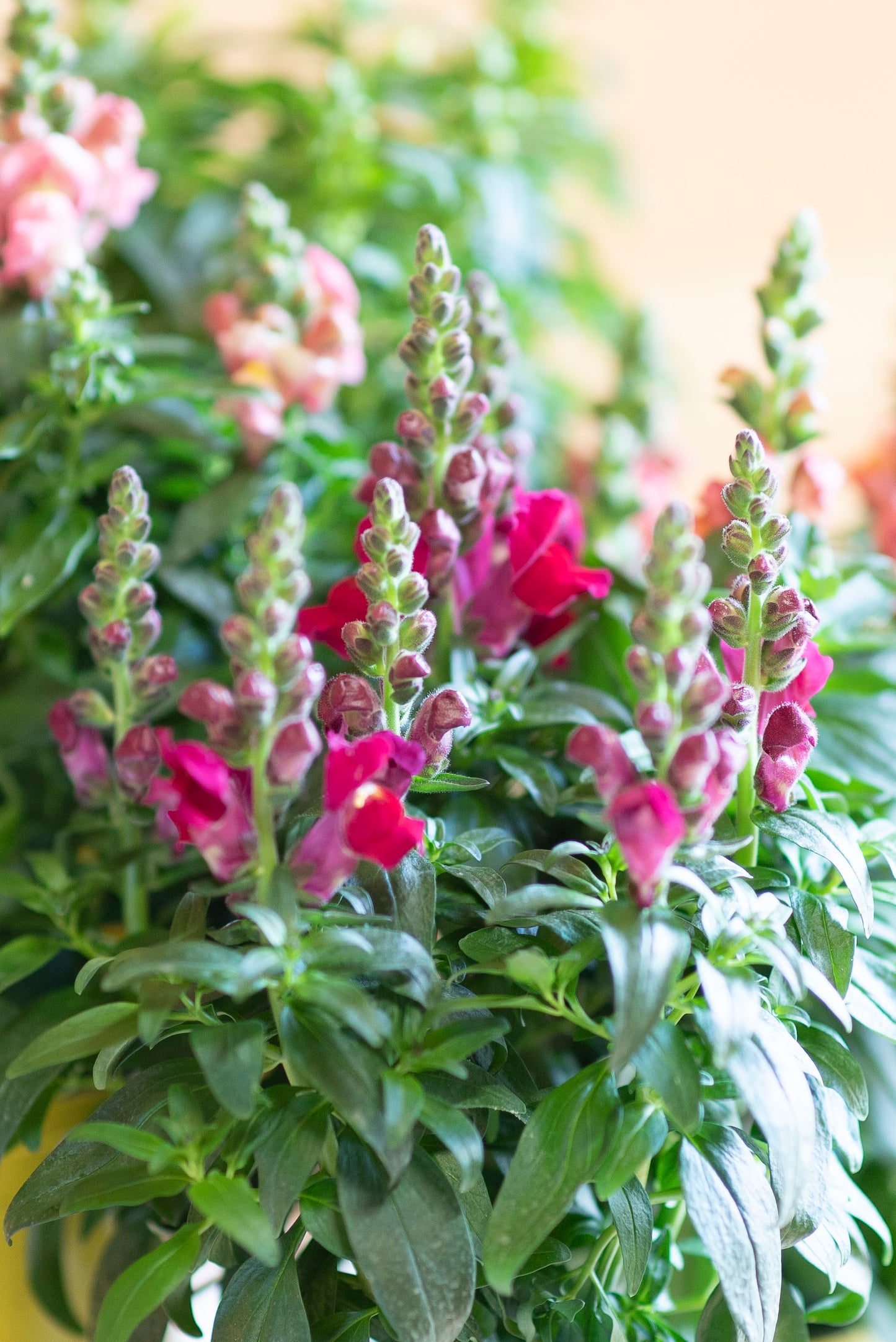 Bocche di Leone (Antirrhinum majus)
