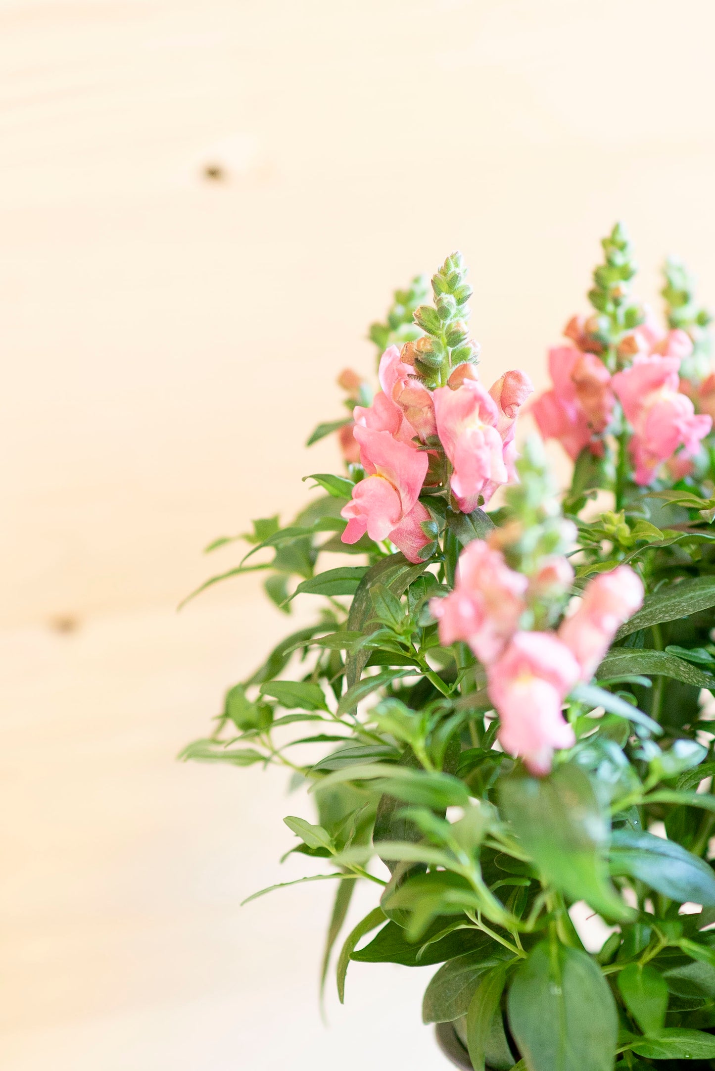 Bocche di Leone (Antirrhinum majus)
