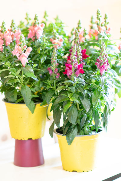 Bocche di Leone (Antirrhinum majus)