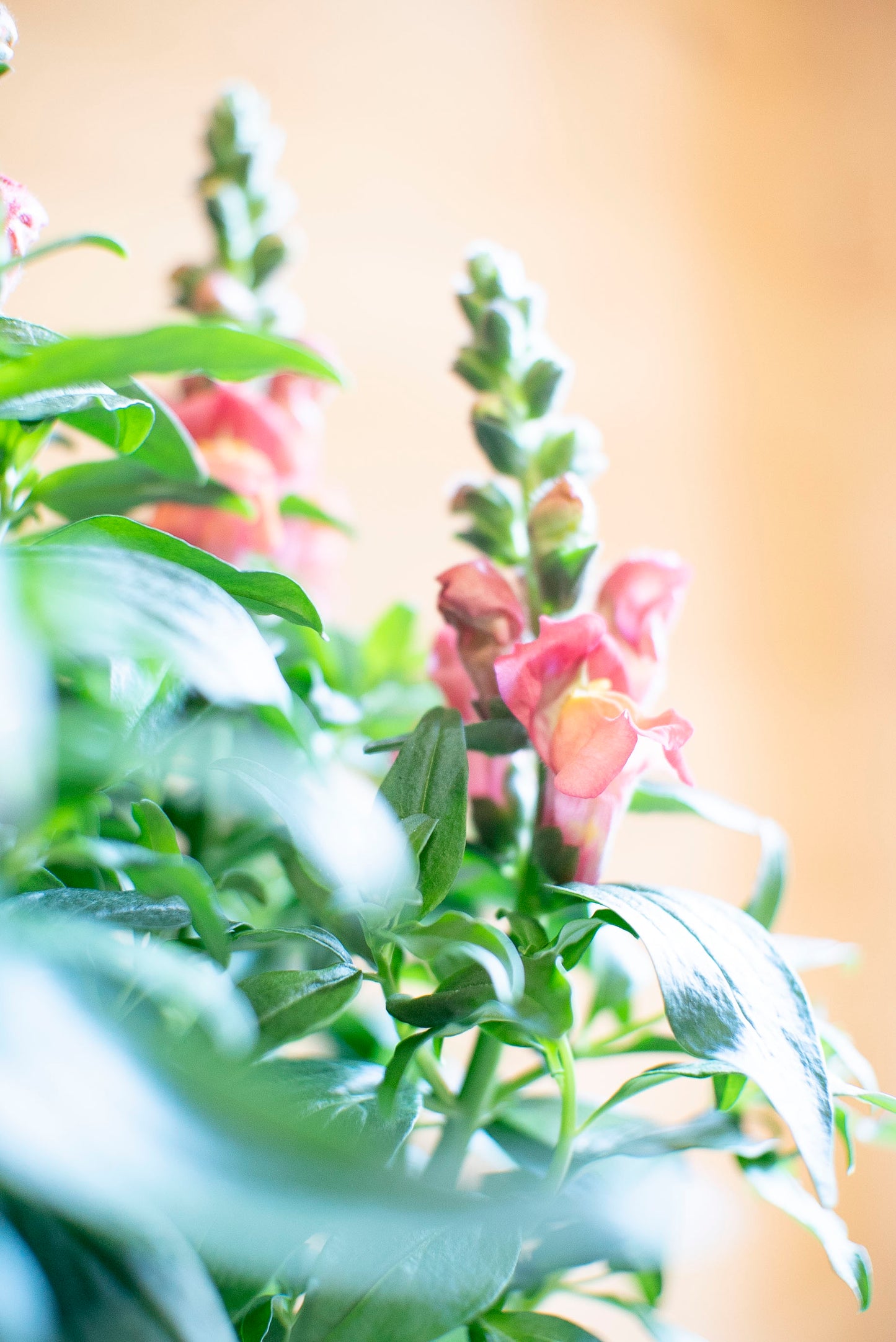 Bocche di Leone (Antirrhinum majus)