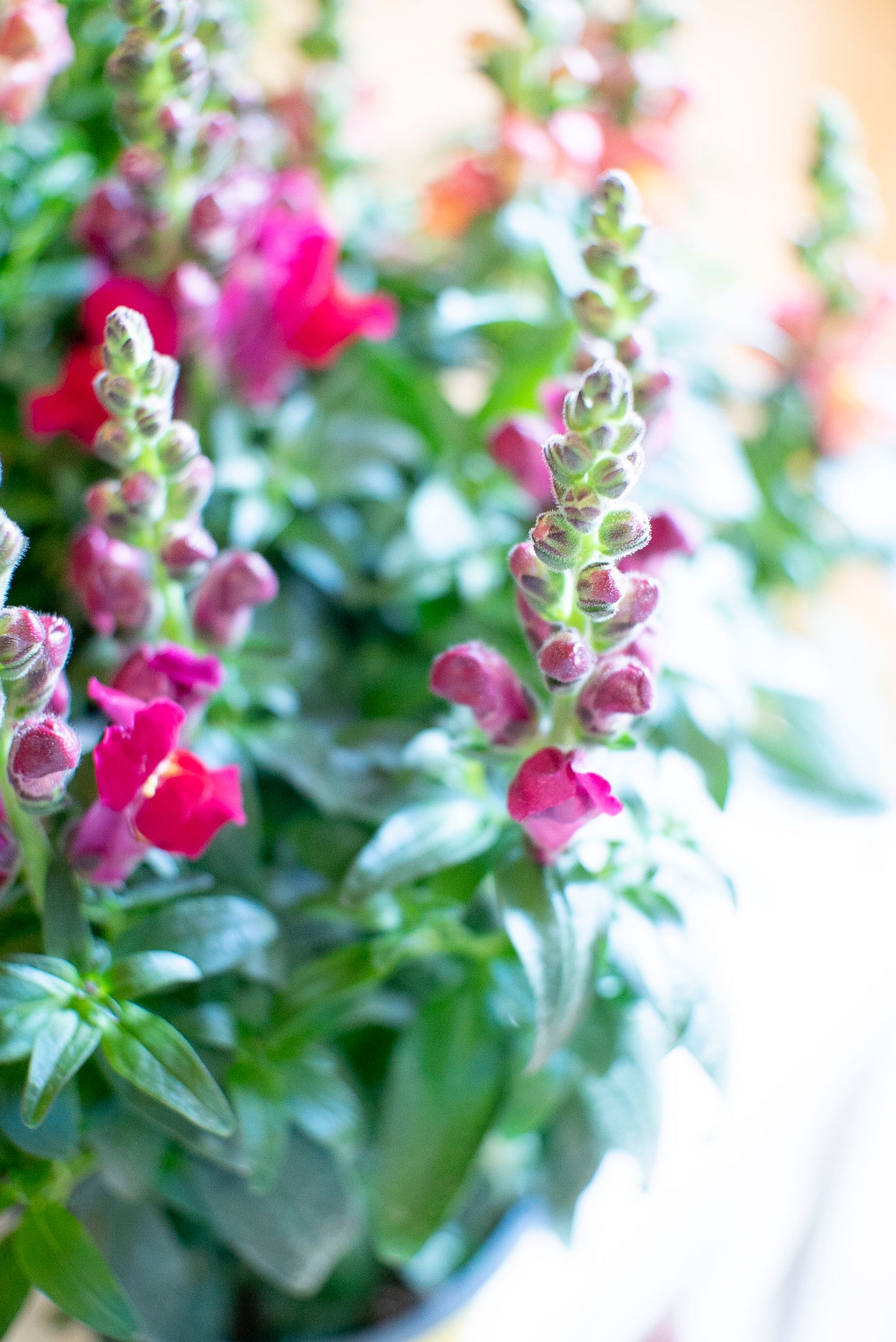 Bocche di Leone (Antirrhinum majus)