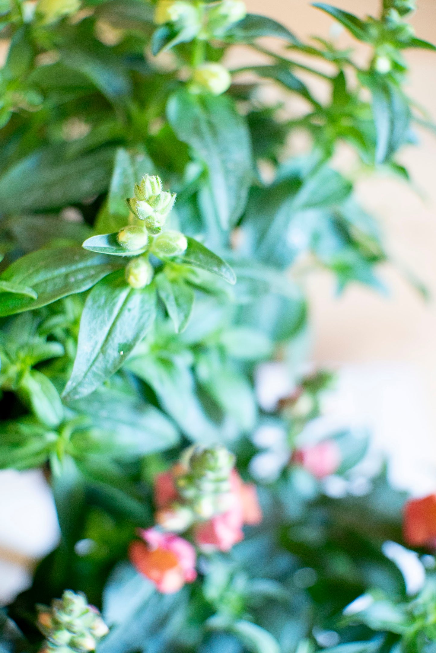 Bocche di Leone (Antirrhinum majus)