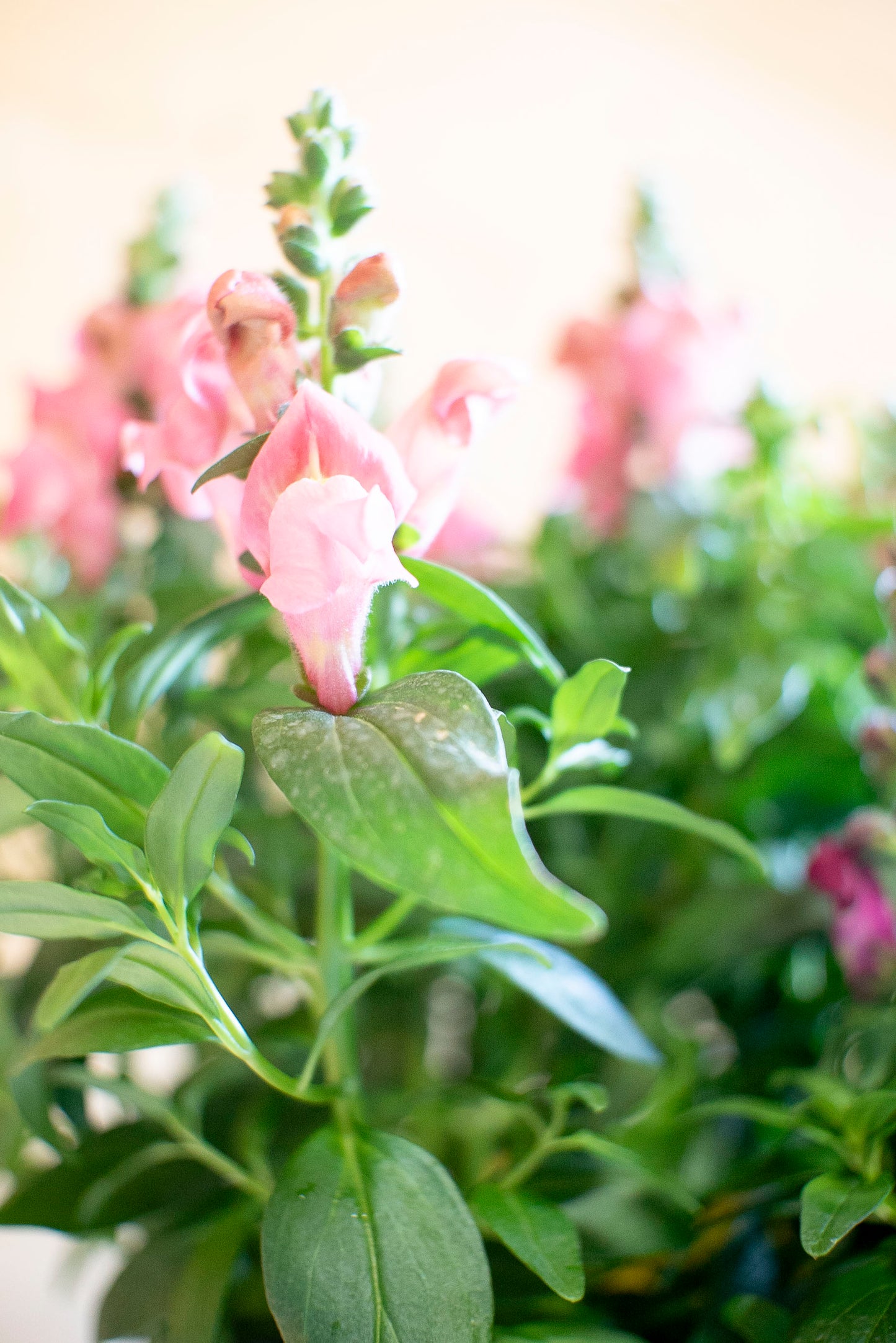 Bocche di Leone (Antirrhinum majus)
