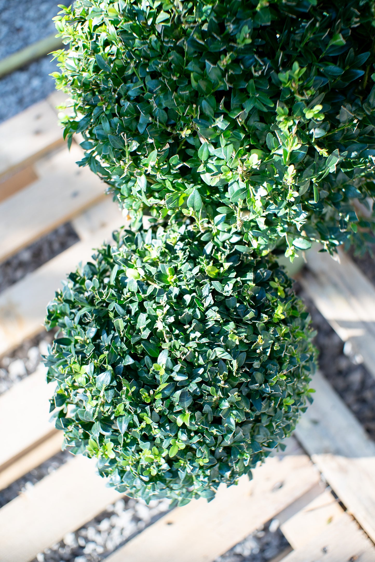 Buxus Palla