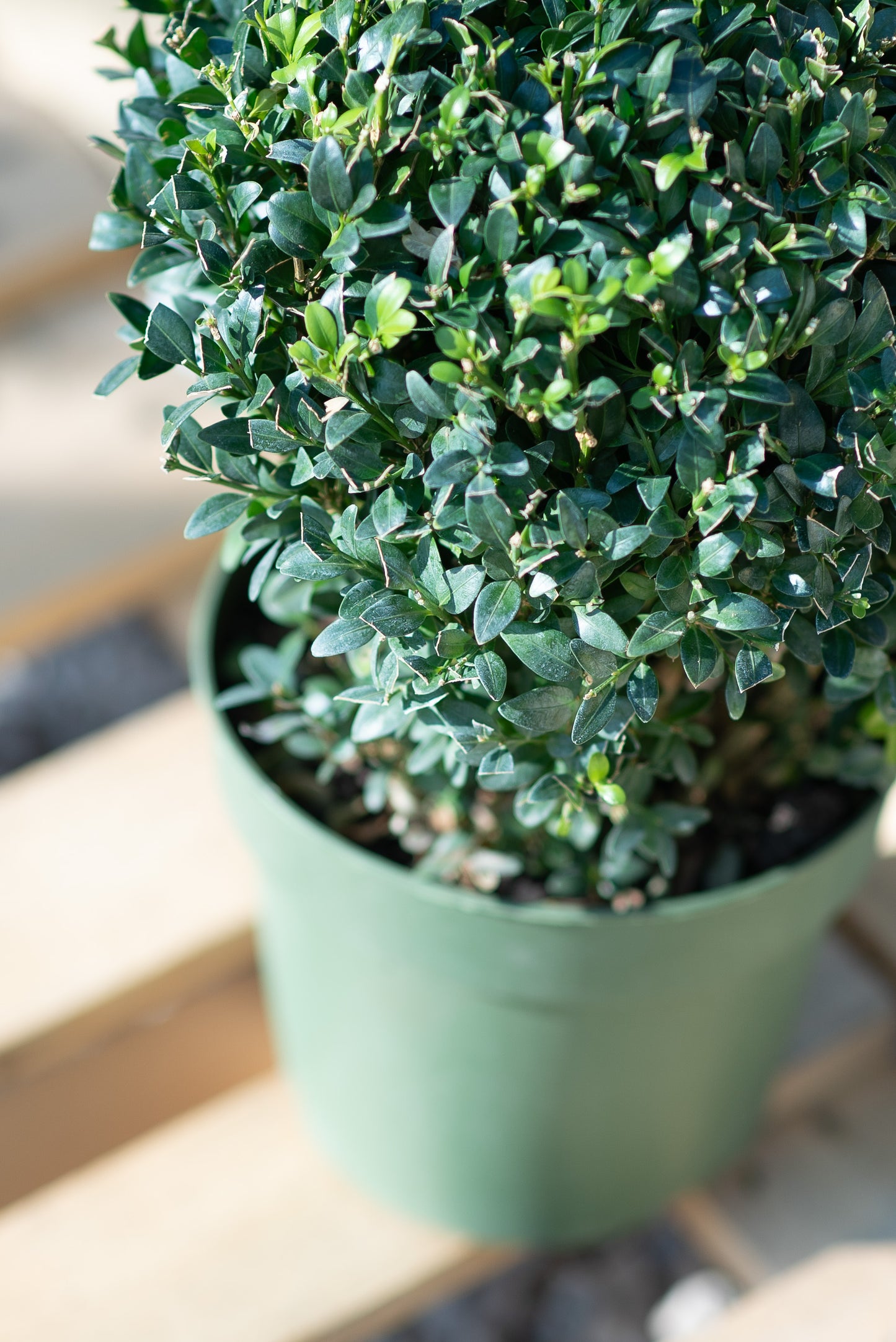 Buxus Palla
