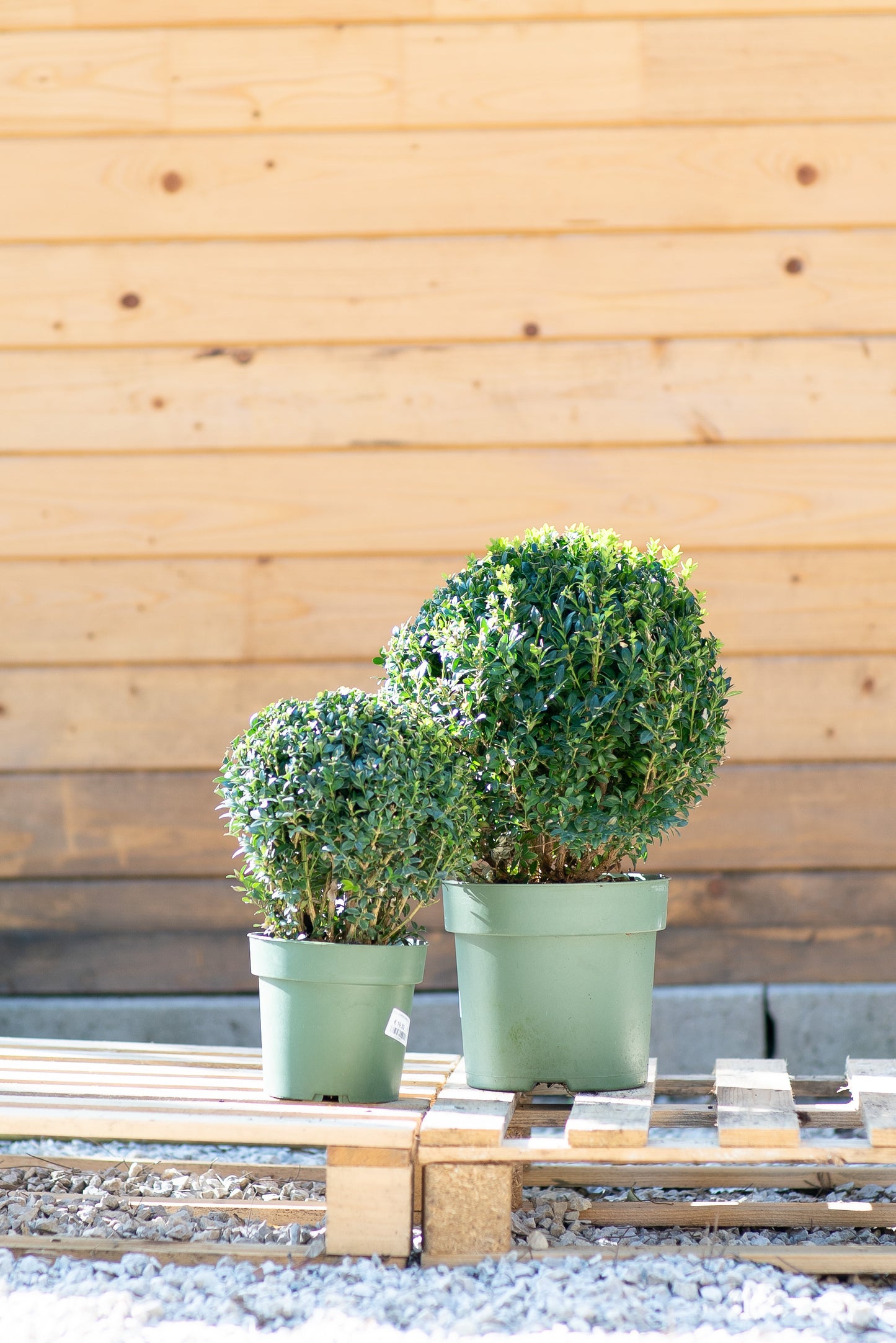 Buxus Palla