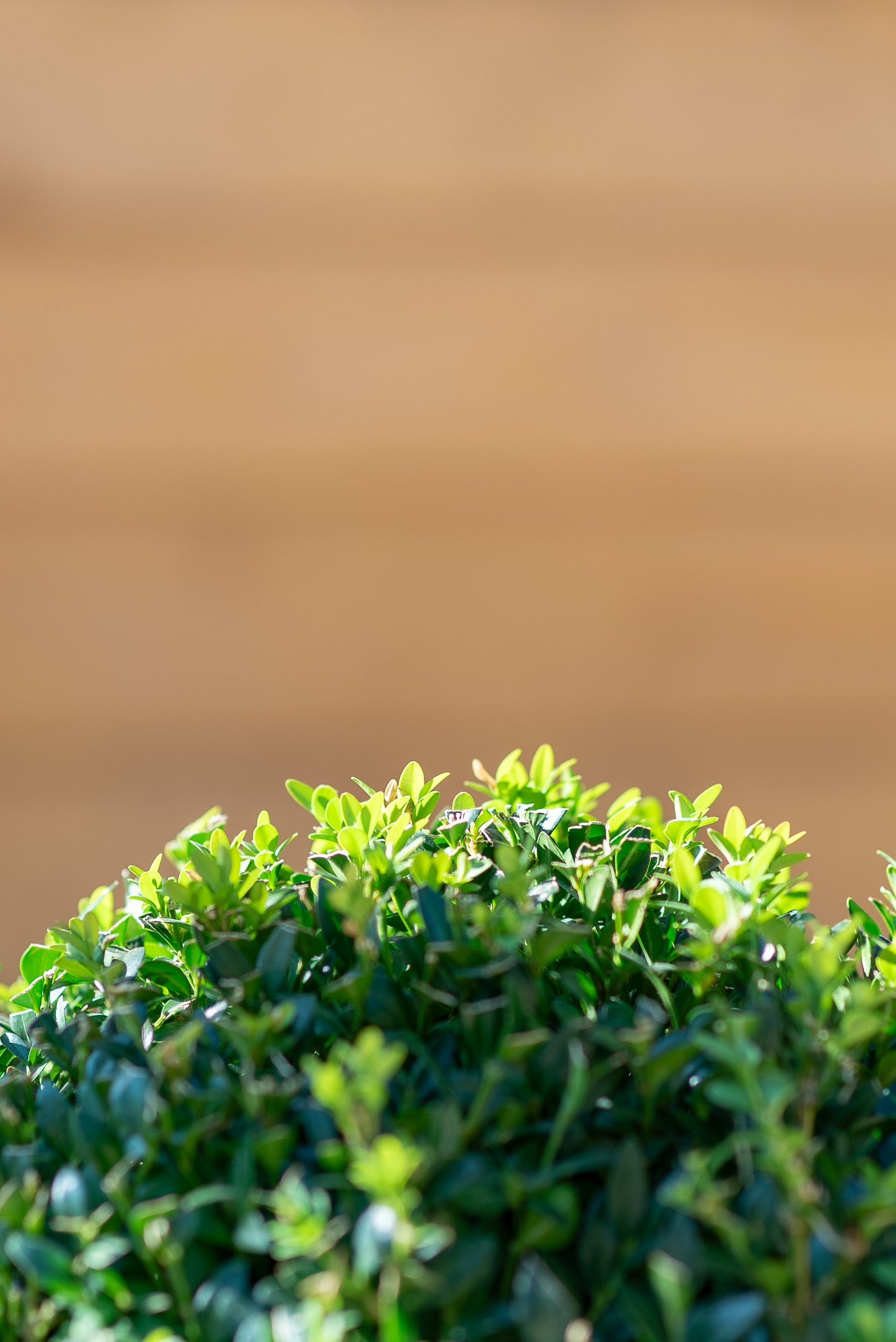 Buxus Palla