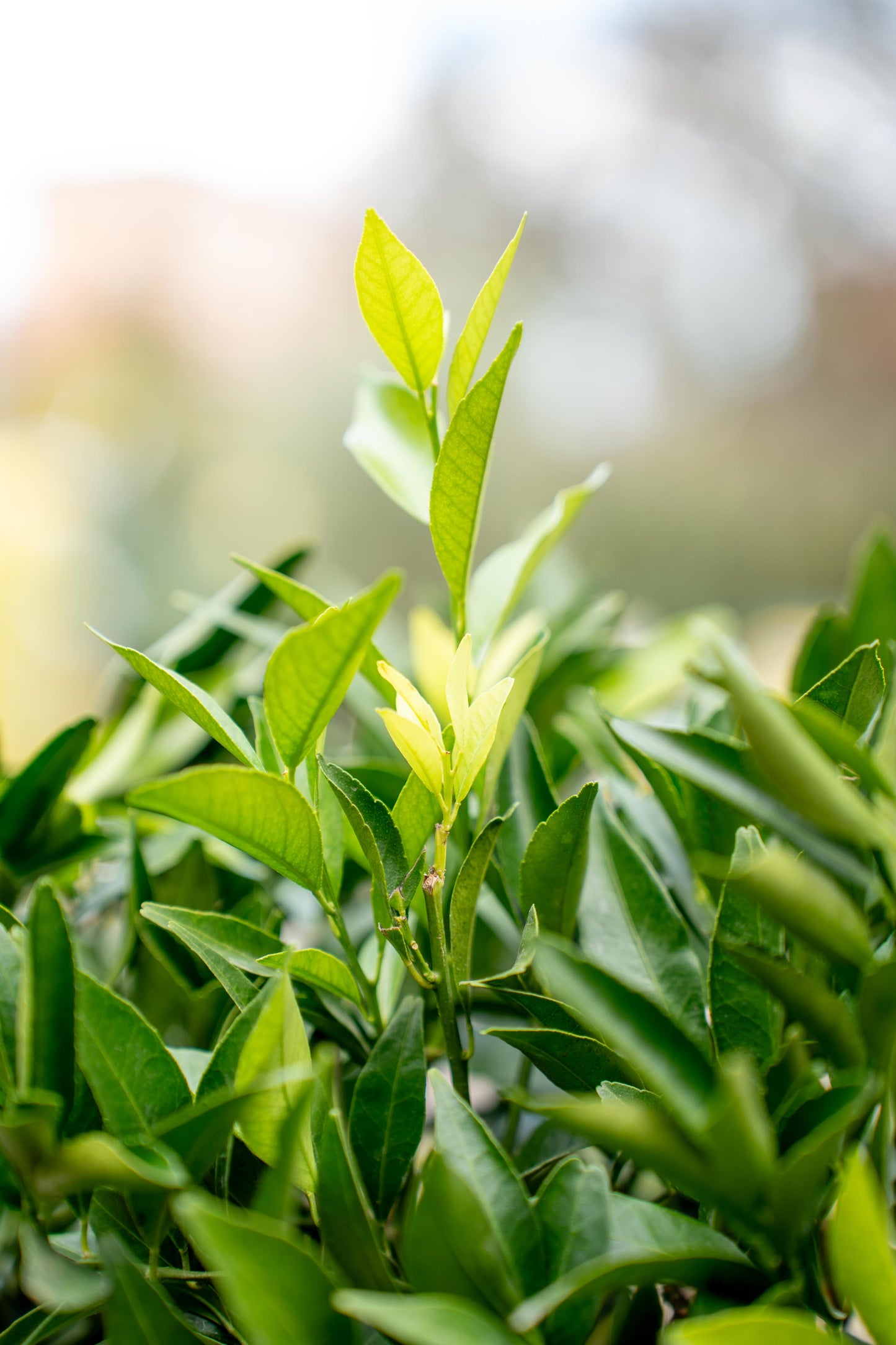 Arancio ad Alberello - Agrume Ornamentale