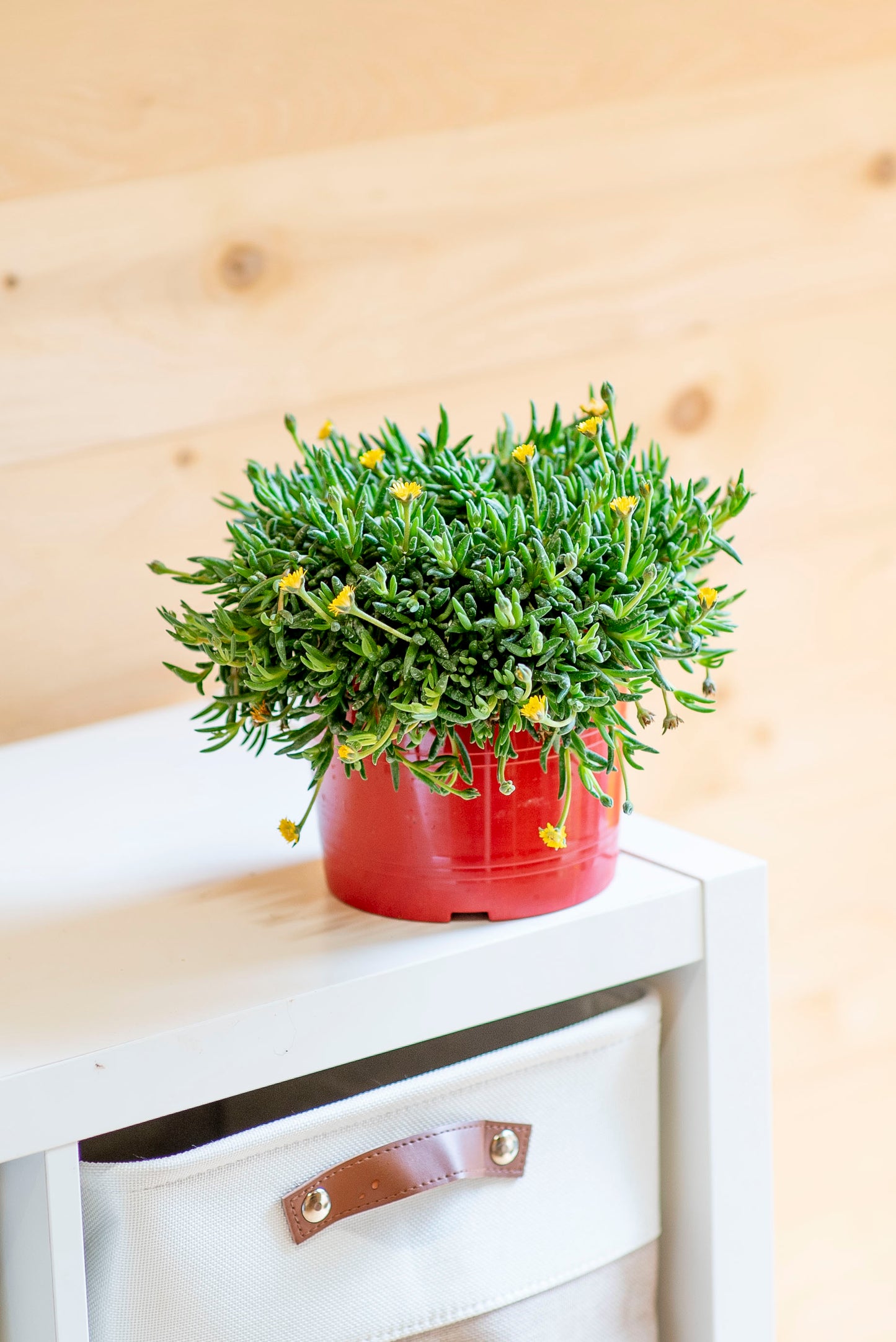 Delosperma