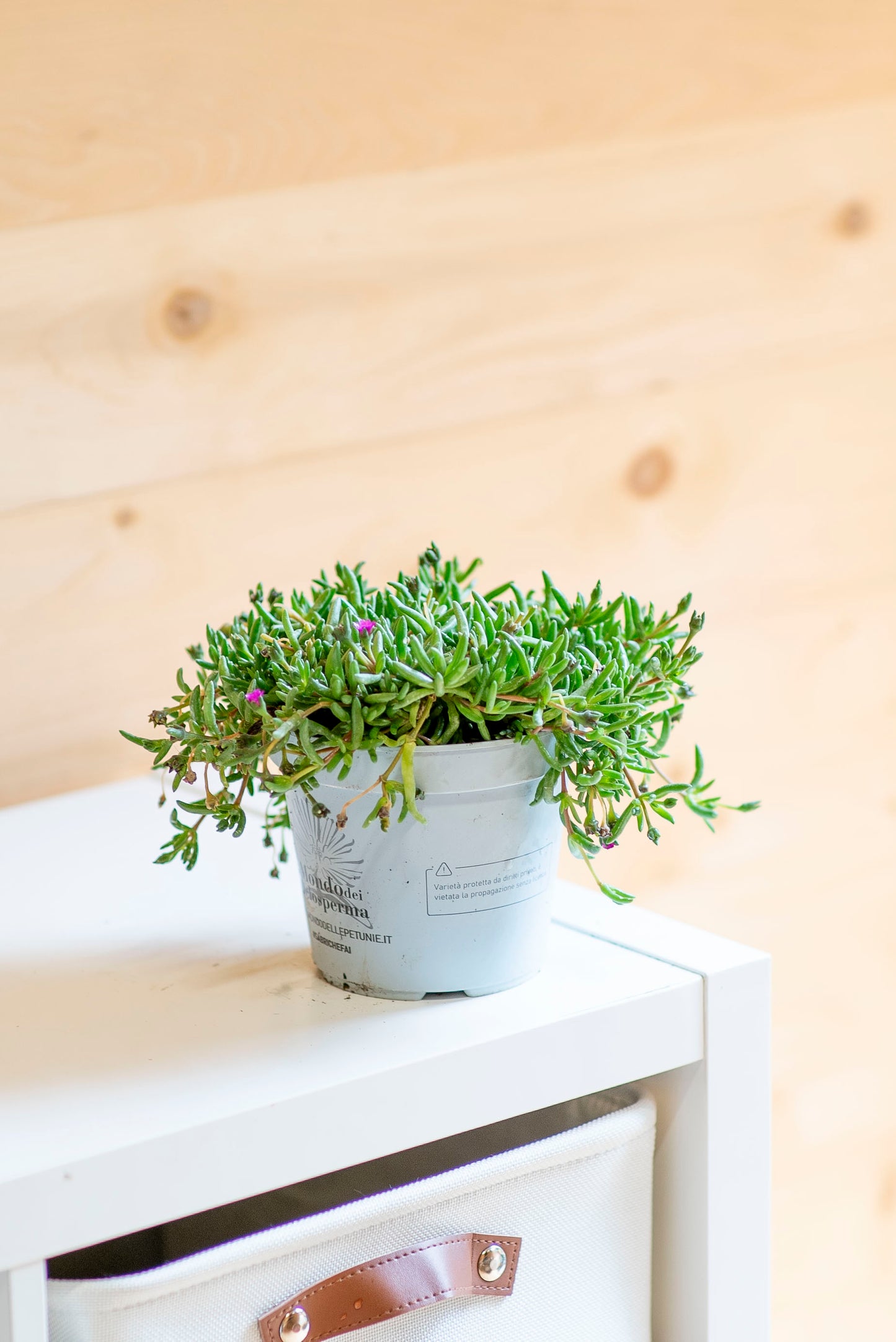 Delosperma