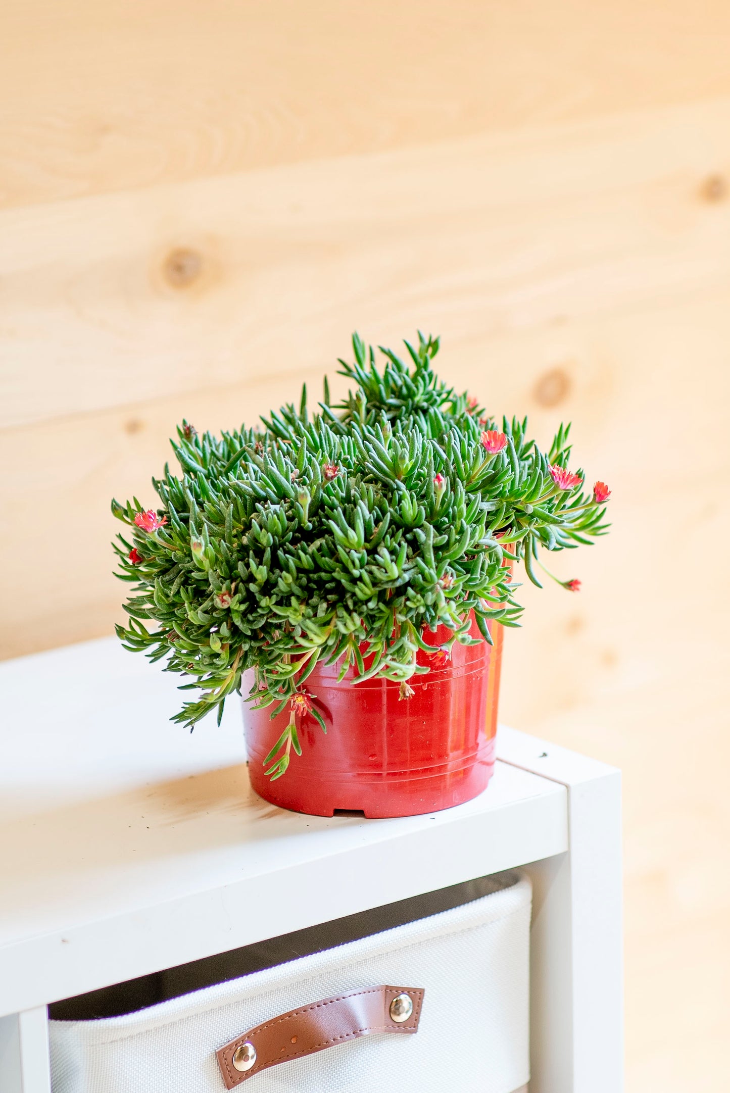 Delosperma