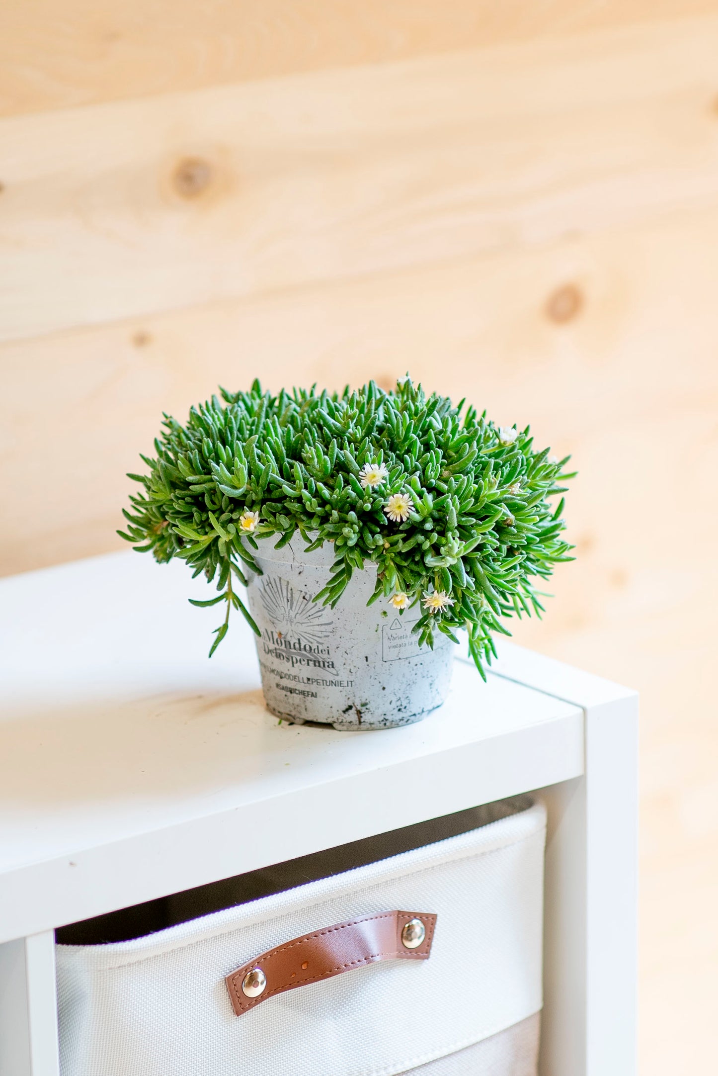 Delosperma