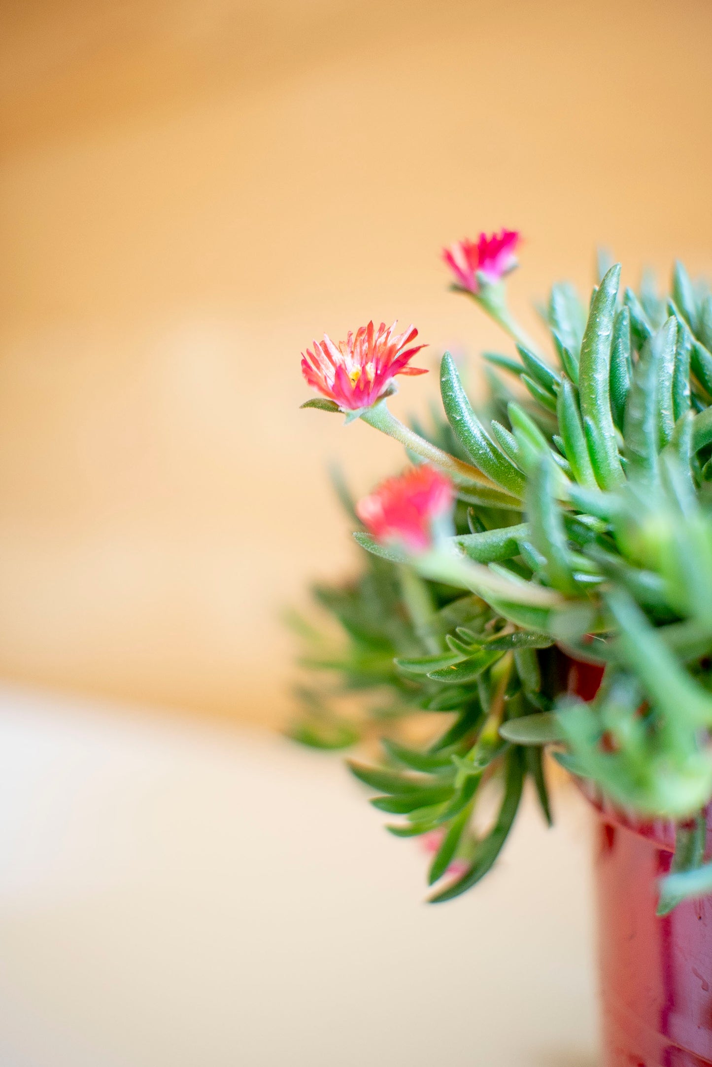 Delosperma