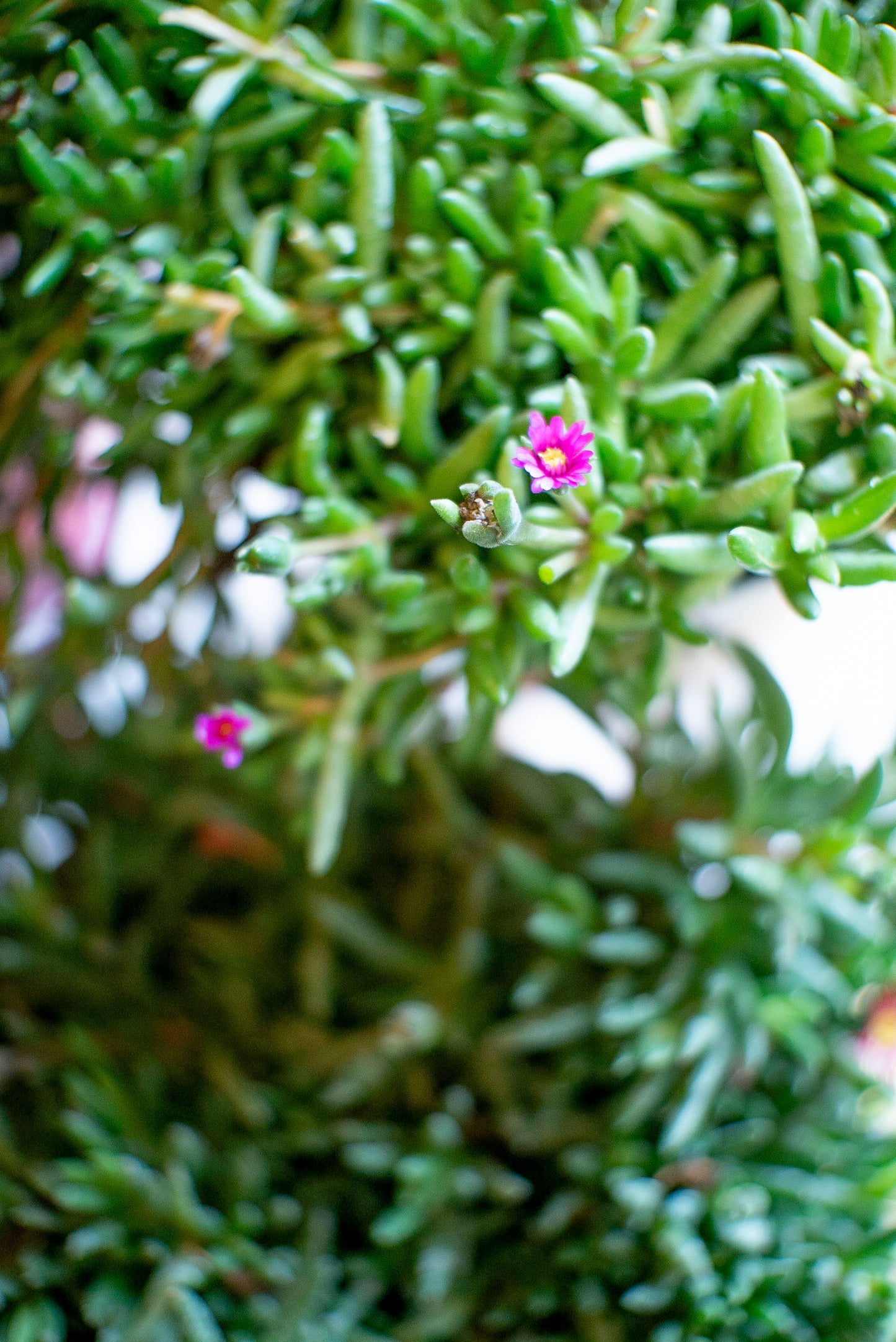 Delosperma