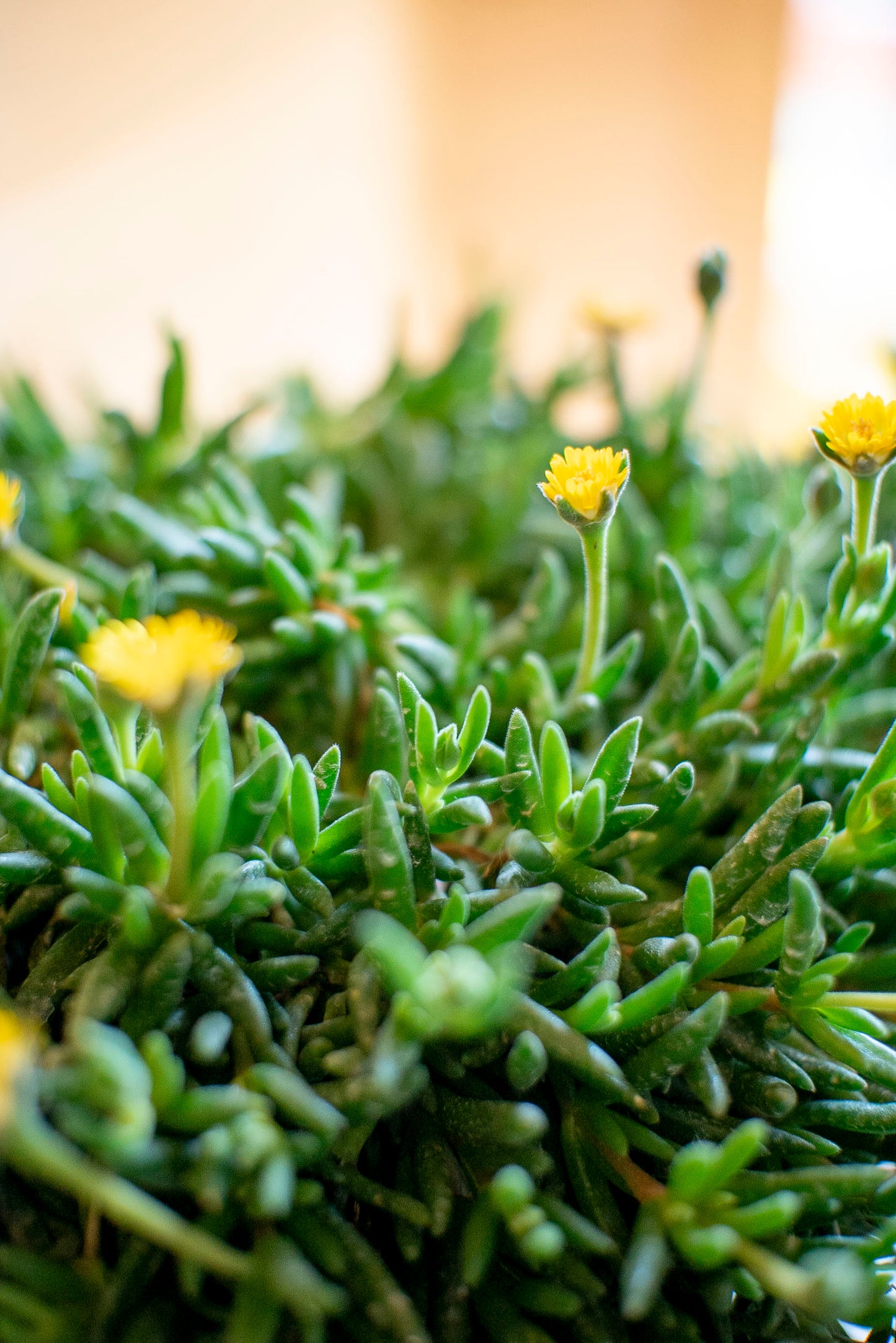 Delosperma