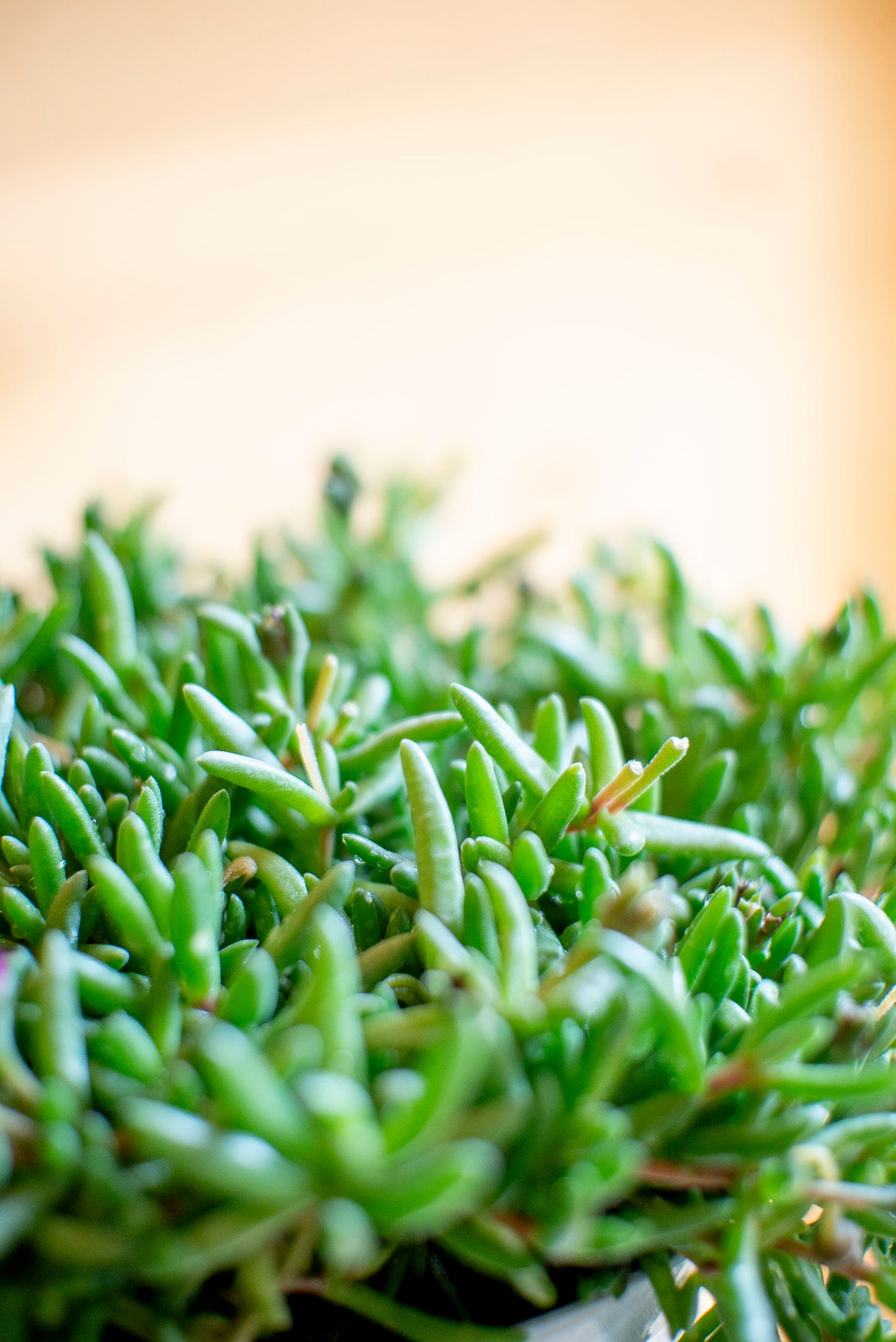 Delosperma