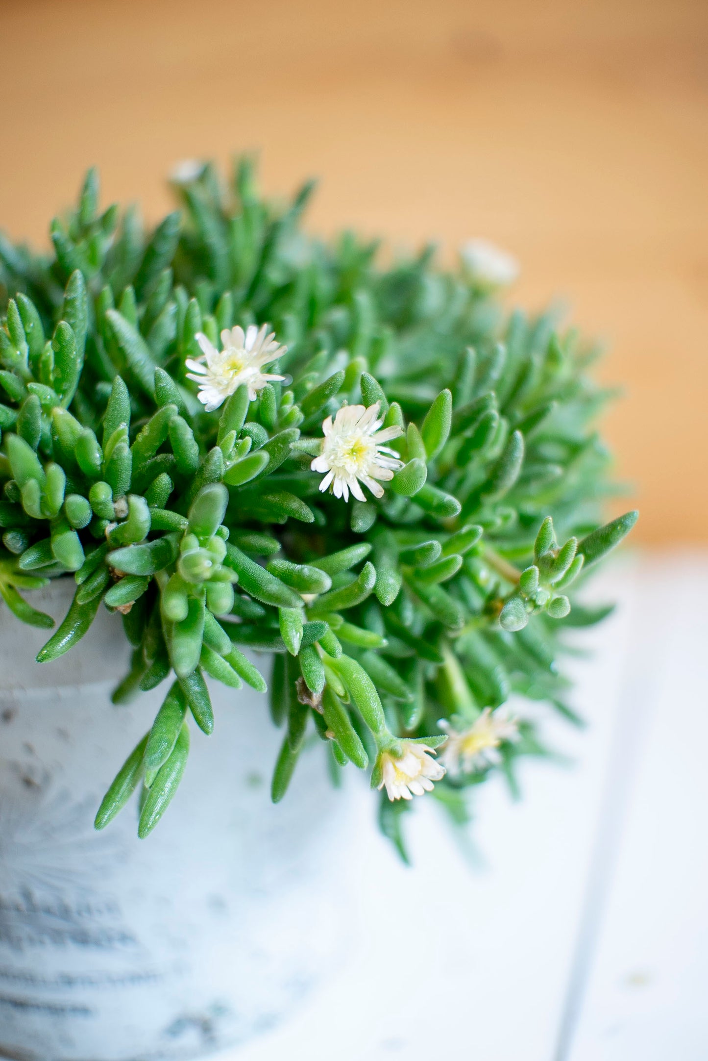 Delosperma