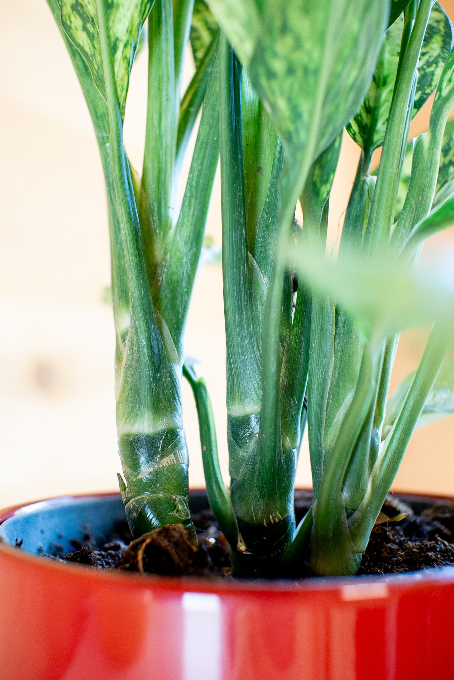Dieffenbachia Vesuvio