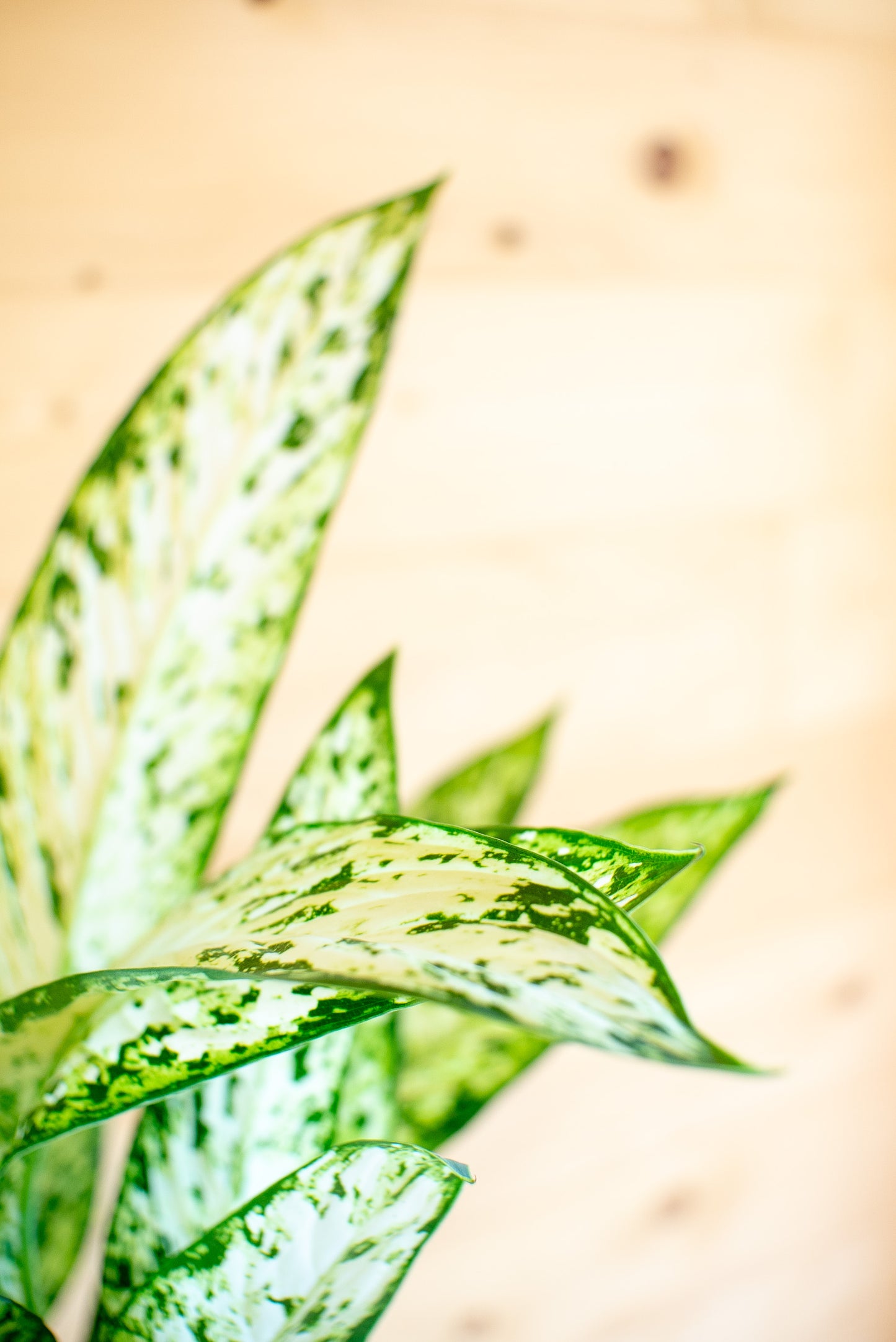Dieffenbachia Vesuvio