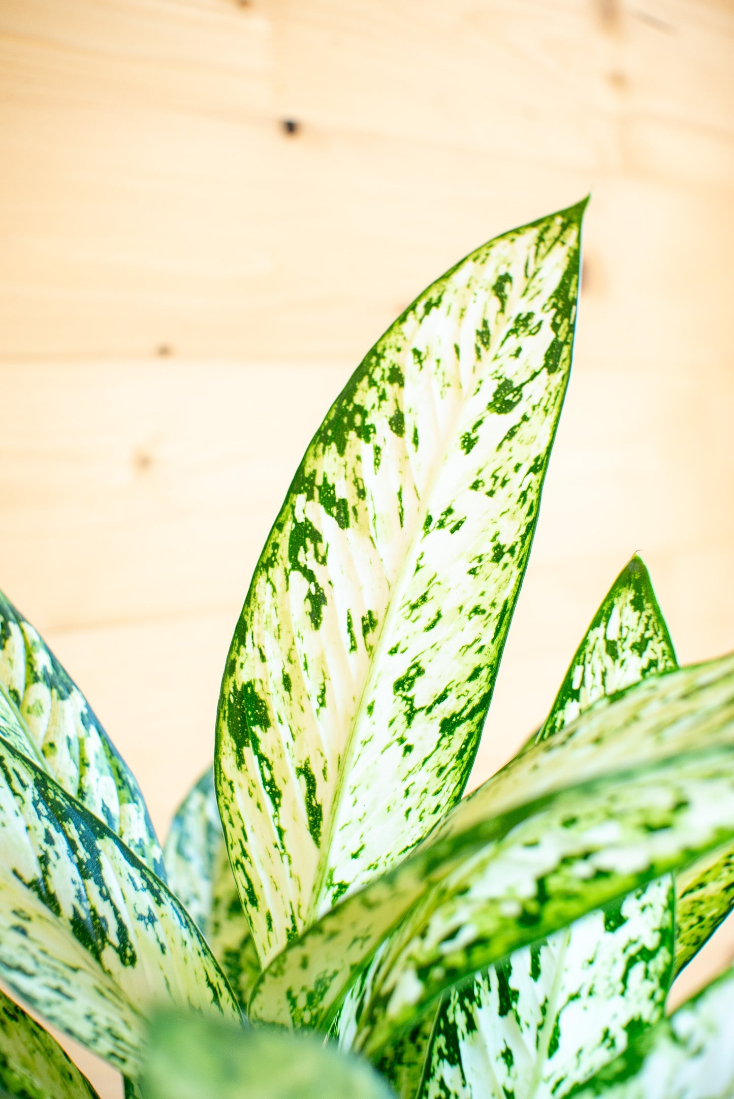 Dieffenbachia Vesuvio