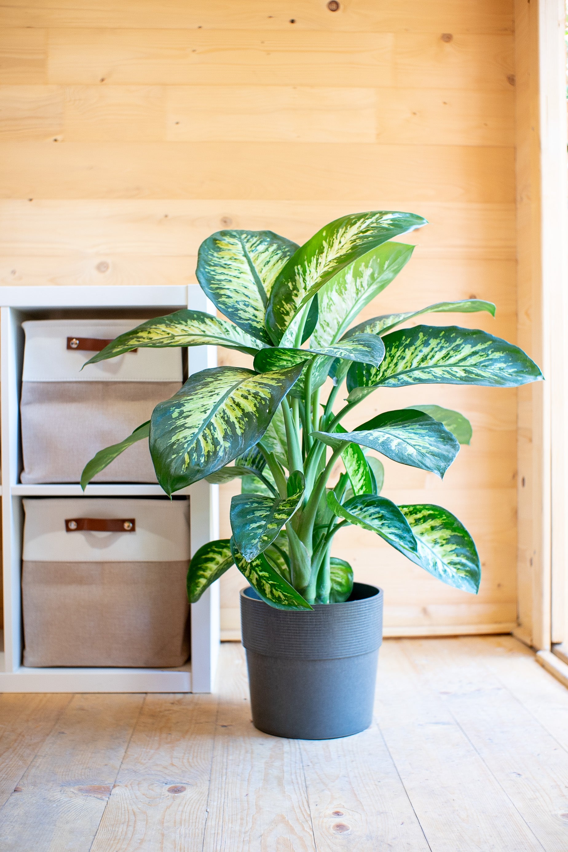 dieffenbachia pianta Dieffenbachia 'Tropic Snow'