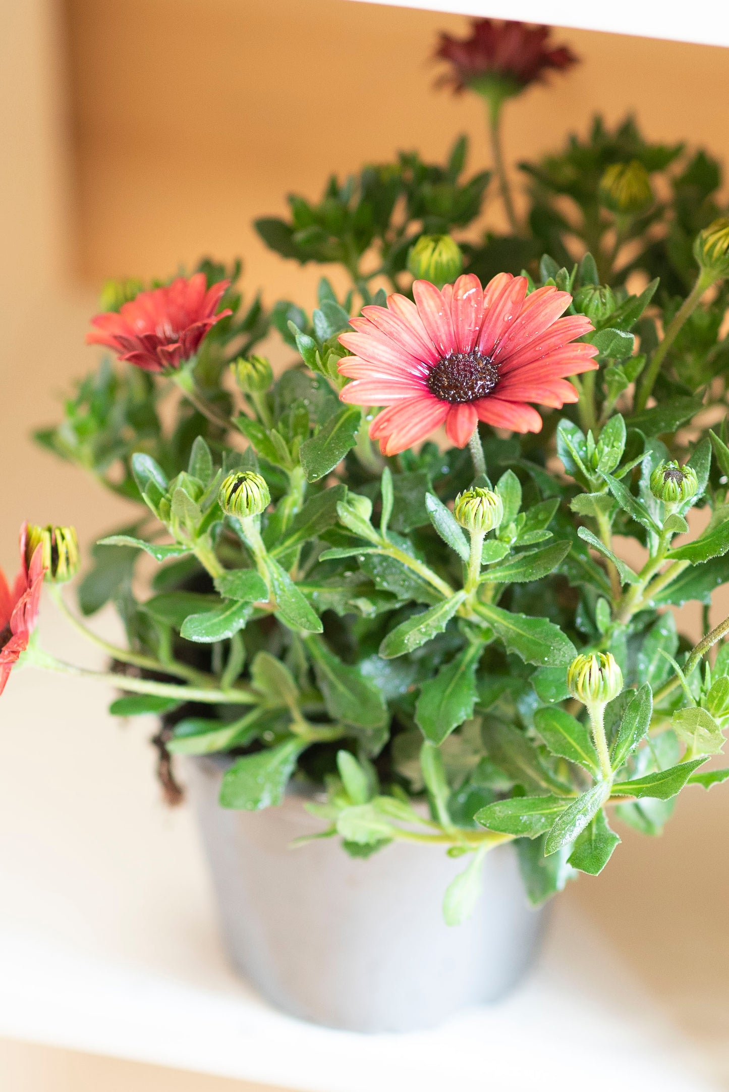 Dimorfoteca (Osteospermum)