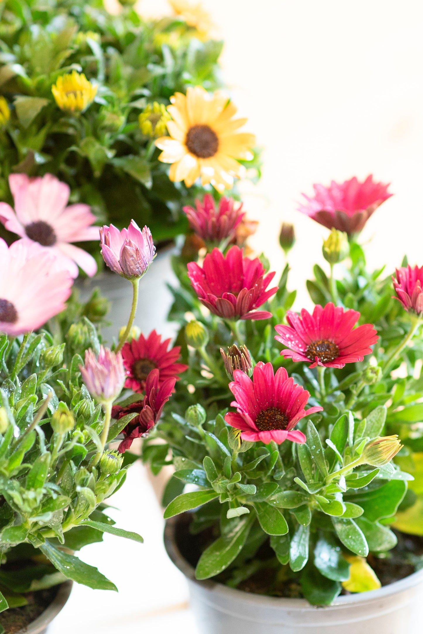 Dimorfoteca (Osteospermum)