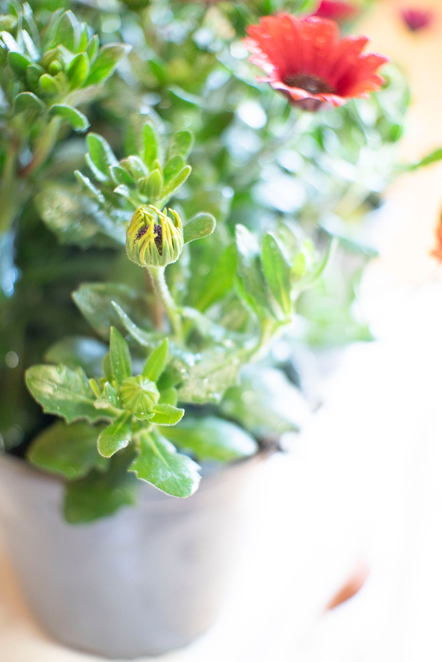 Dimorfoteca (Osteospermum)