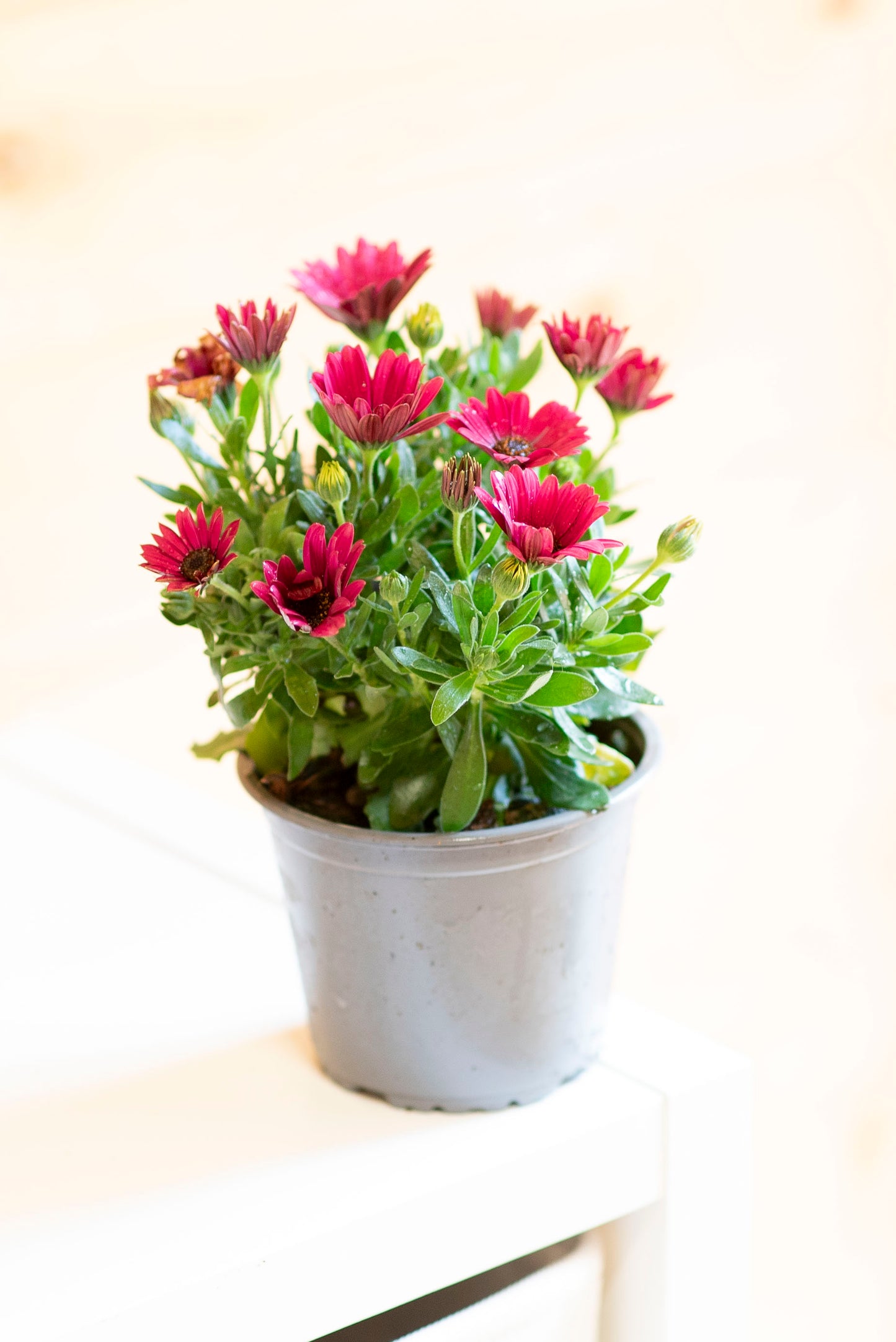 Dimorfoteca (Osteospermum)