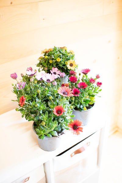 Dimorfoteca (Osteospermum)