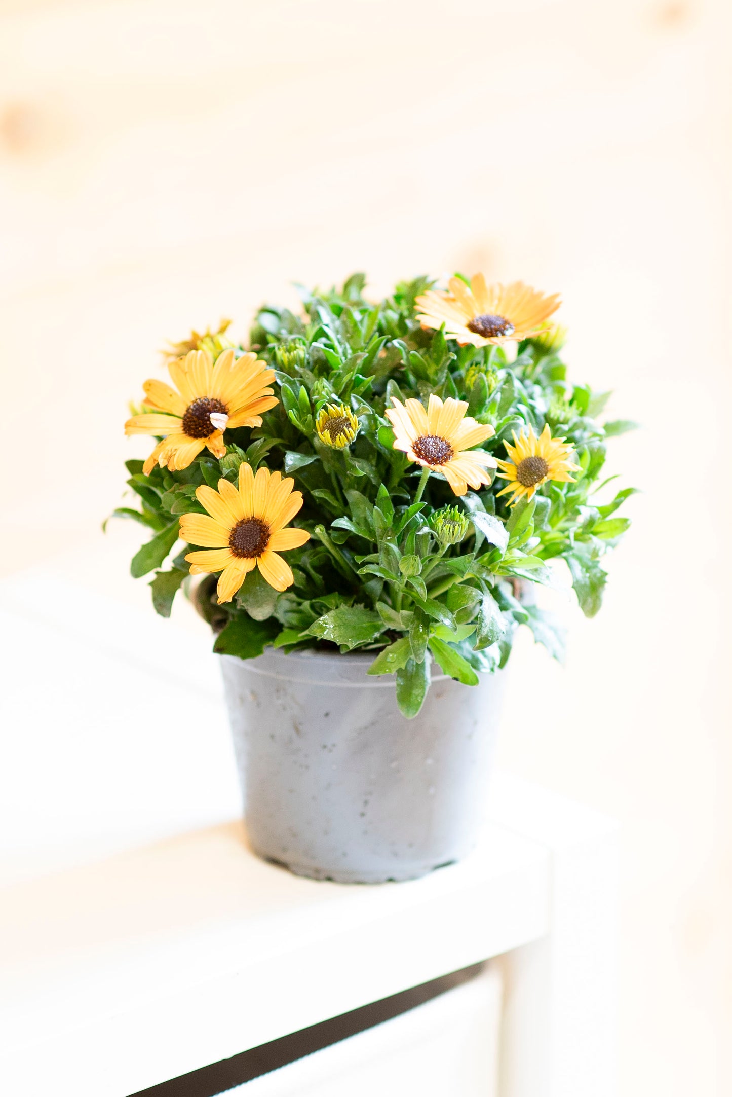 Dimorfoteca (Osteospermum)