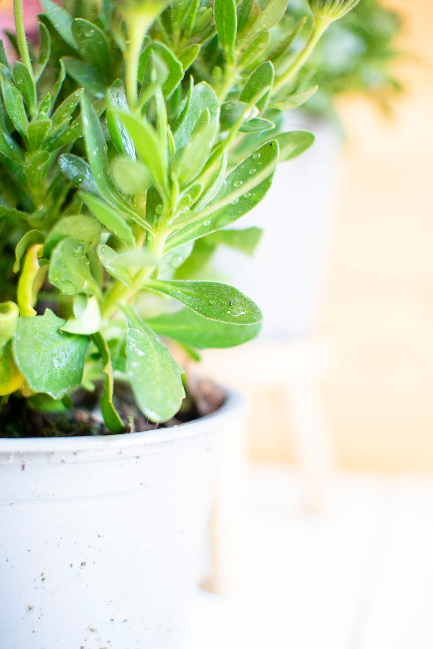 Dimorfoteca (Osteospermum)