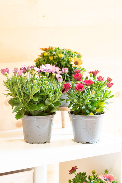 Dimorfoteca (Osteospermum)