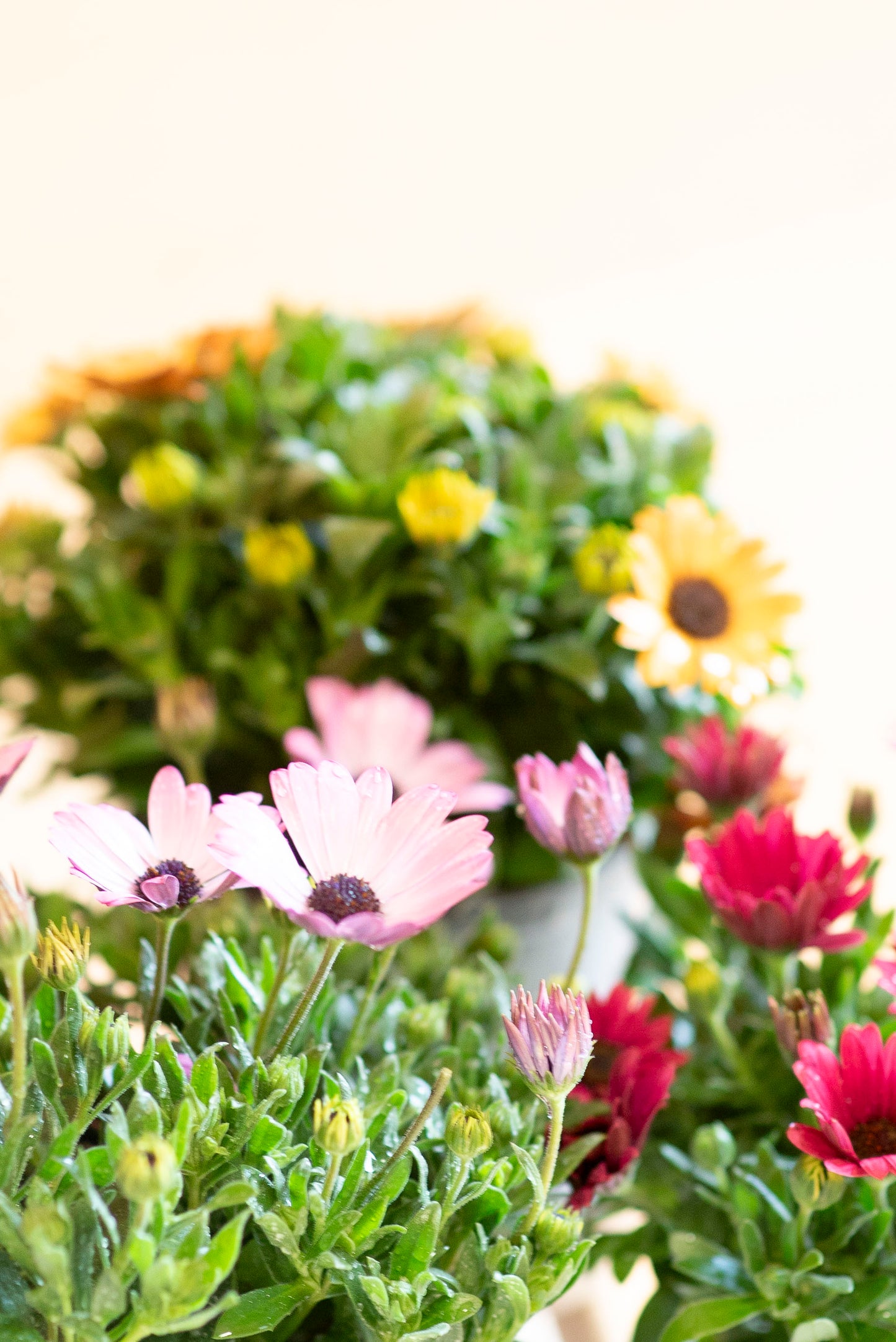 Dimorfoteca (Osteospermum)