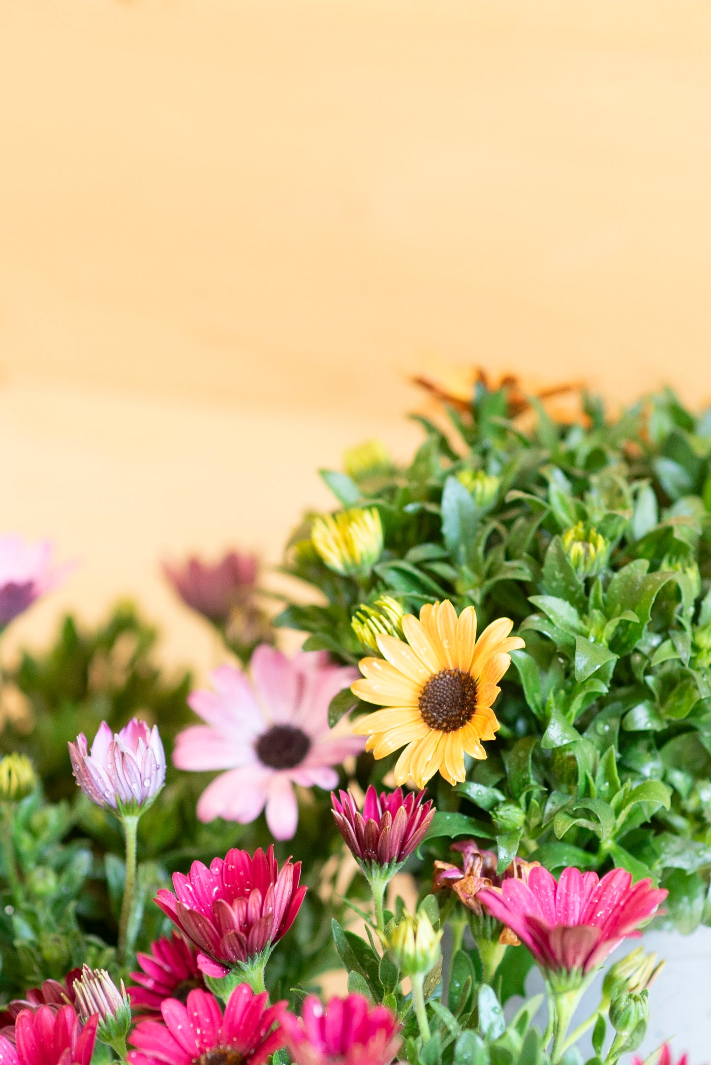 Dimorfoteca (Osteospermum)