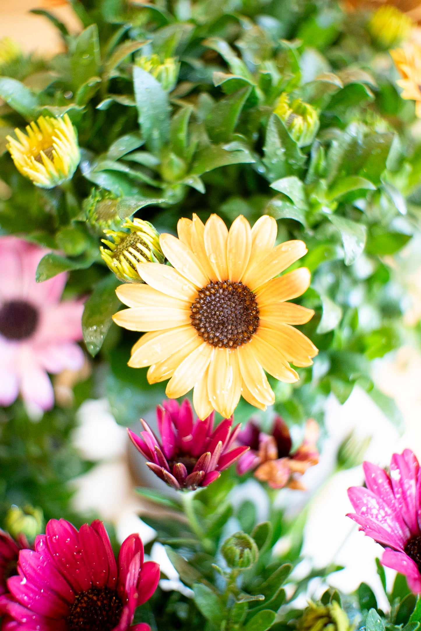 Dimorfoteca (Osteospermum)