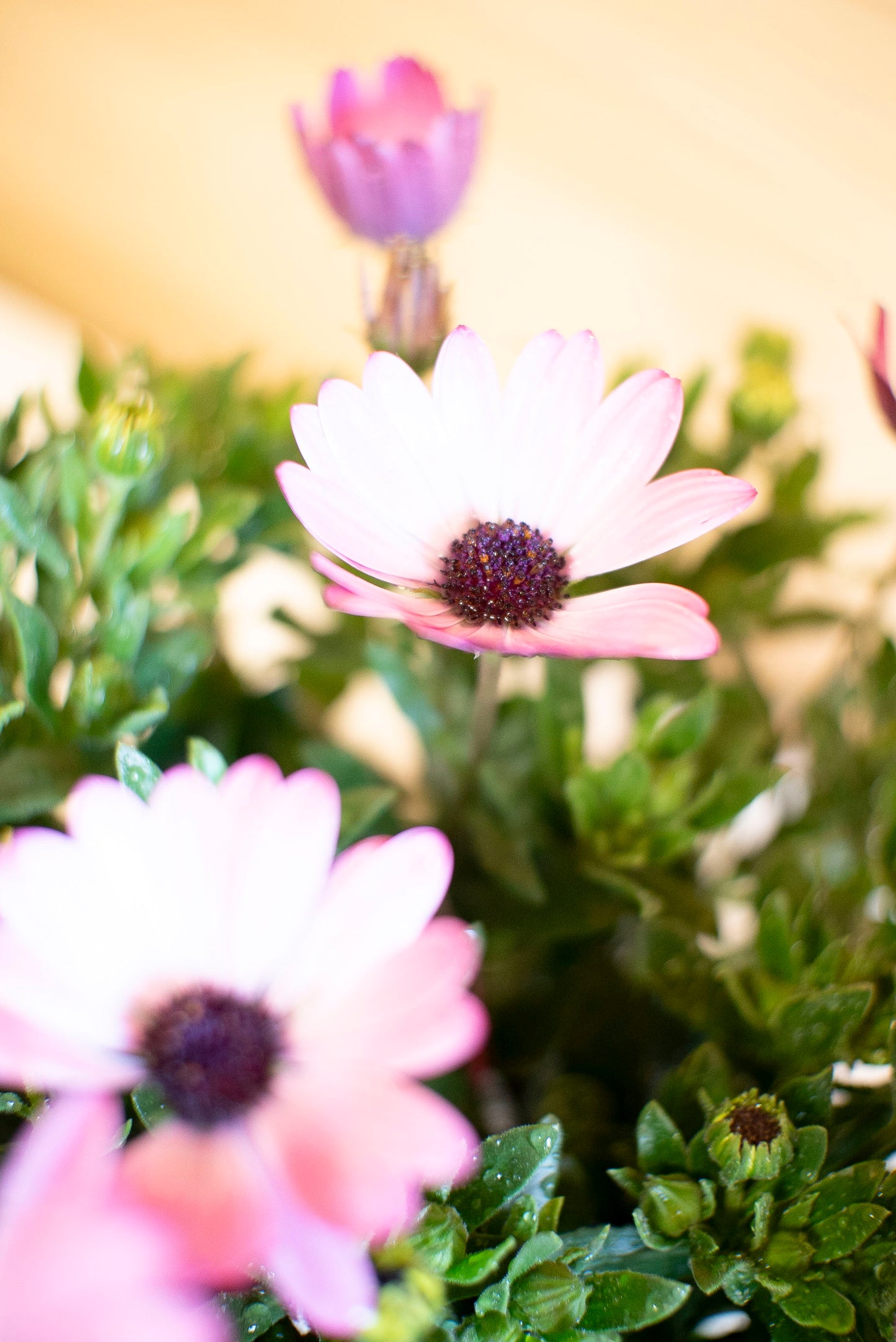 Dimorfoteca (Osteospermum)