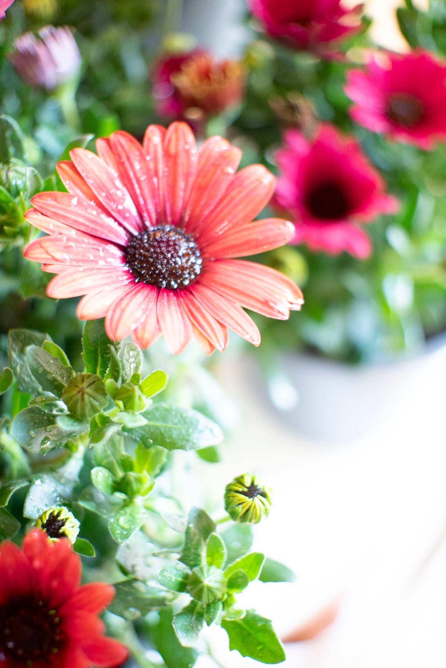 Dimorfoteca (Osteospermum)