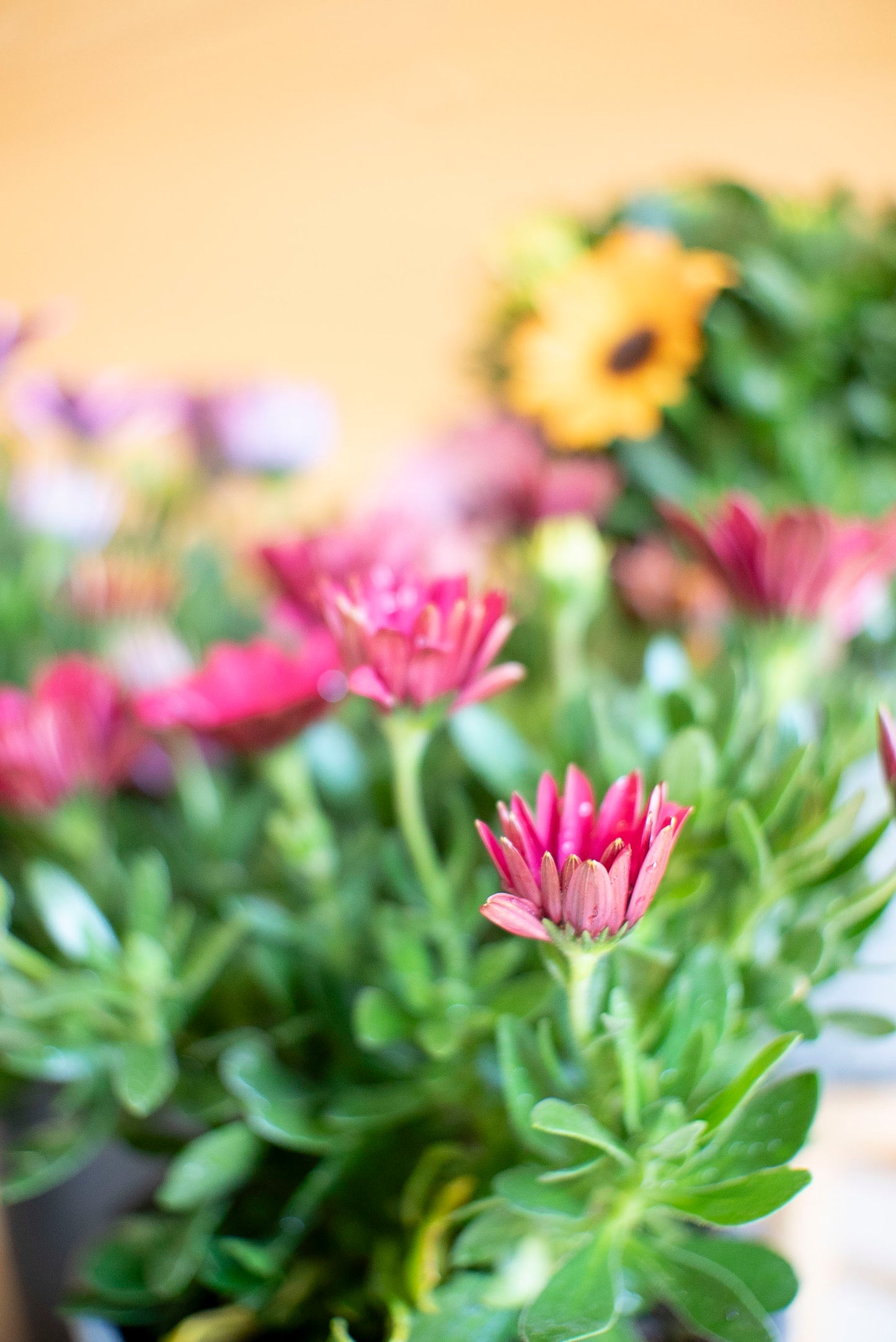 Dimorfoteca (Osteospermum)