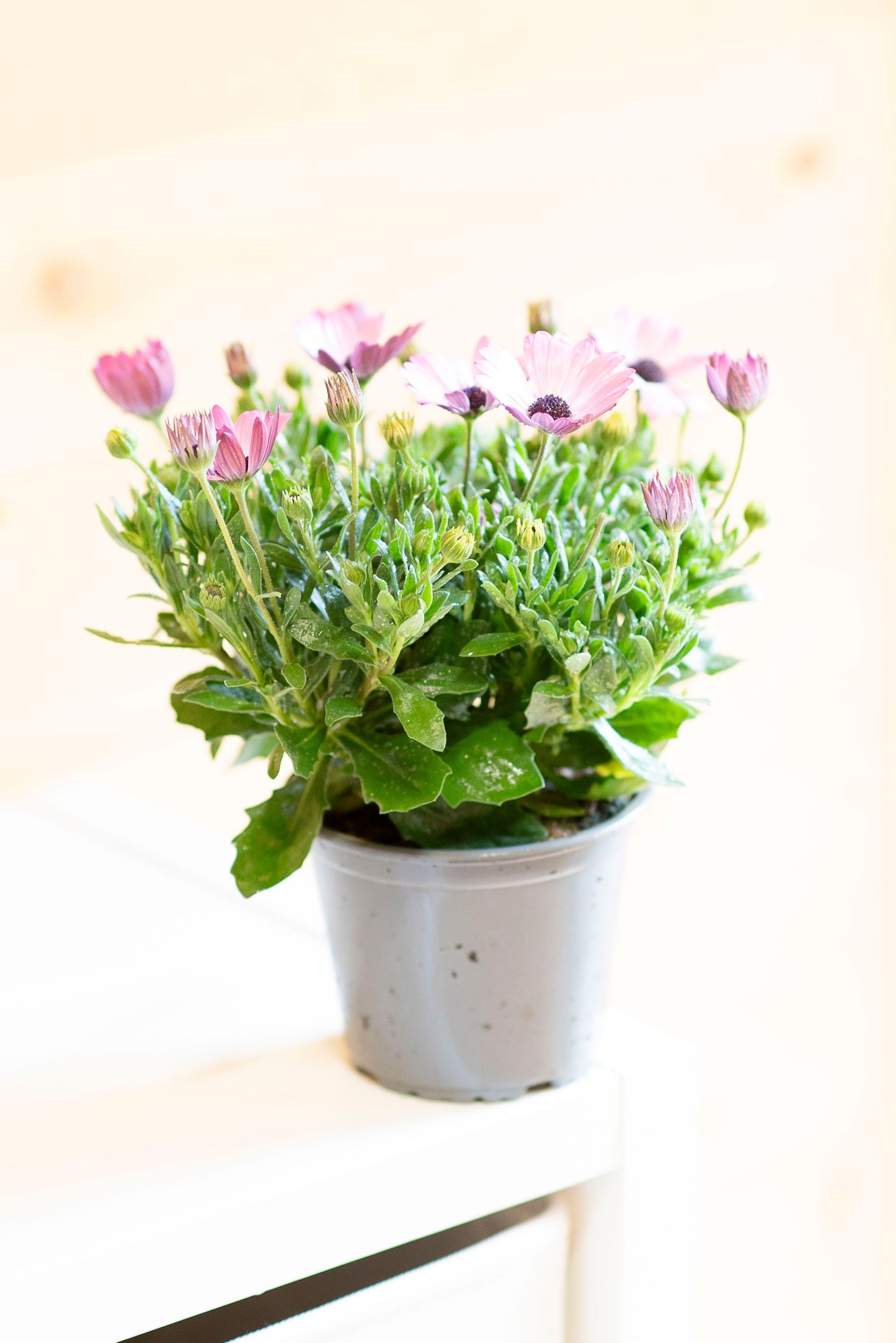 Dimorfoteca (Osteospermum)